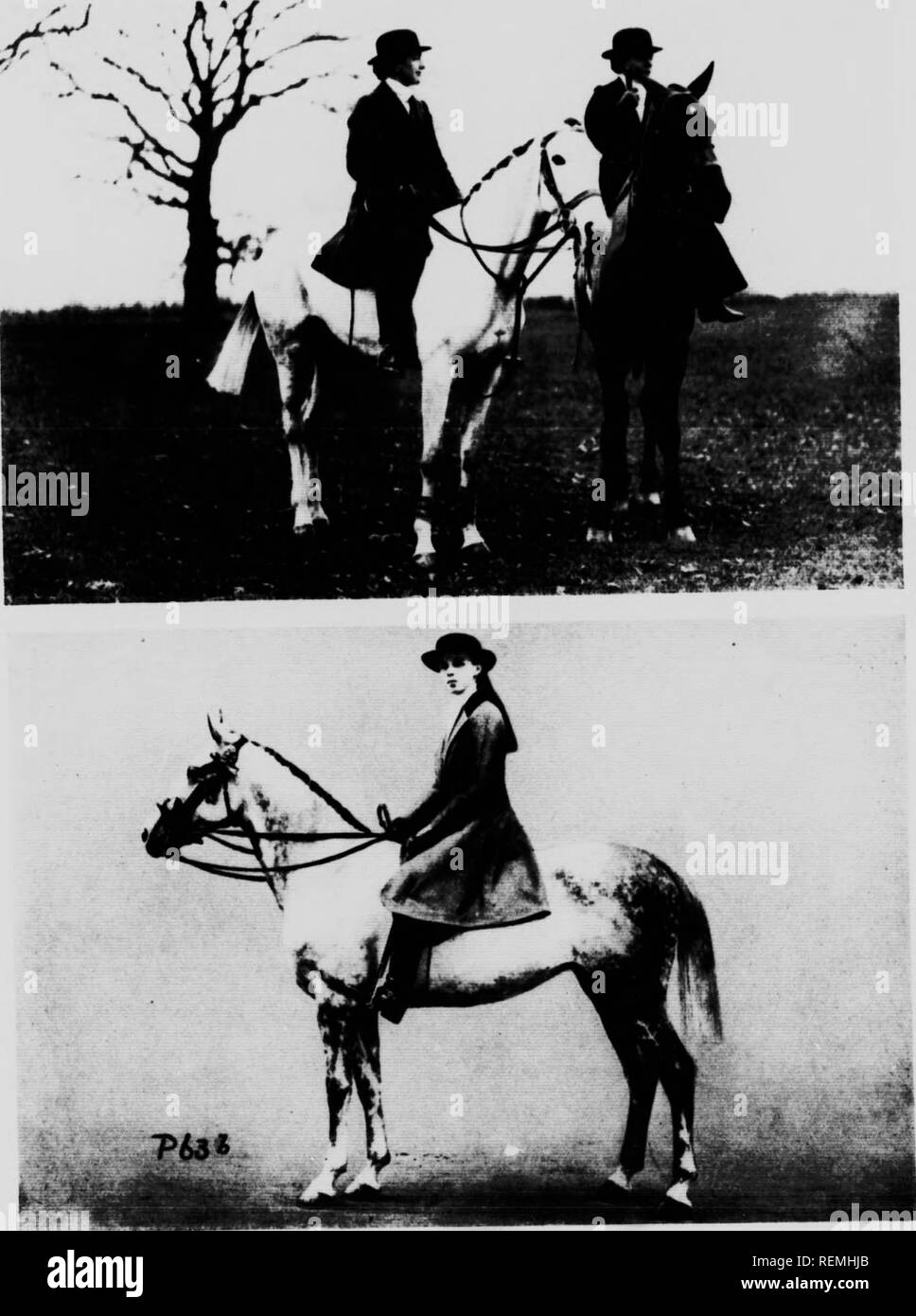 . Cavallo moderno management [microformati]. Cavalli; cavalli; Chevaux; Chevaux. La piastra 63 r, s. Q^ Mrrt t&GT;( l.stancato Rothschild'! Stigh champion: Mill Hrtece sulla signora a cavallo della sella nHi. Copyright foto: Sport e generale. 'Silver grigio.' fc, .Un Inlernalional Hone Visualizza foto Copyright: W. A. Routh. Si prega di notare che queste immagini vengono estratte dalla pagina sottoposta a scansione di immagini che possono essere state migliorate digitalmente per la leggibilità - Colorazione e aspetto di queste illustrazioni potrebbero non perfettamente assomigliano al lavoro originale. Timmis, Reginald S. (Reginald Symonds), 1884-1968. London ; Toronto : Cassell Foto Stock