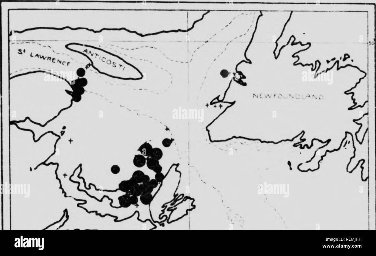 . Biologia delle Acque dell'Oceano Atlantico del Canada [microformati] : pesce Canadese-uova e larvÃ¦. Pesci pesci Pesci Poissons; Poissons; Poissons. 24 hi i'in n:i o i a n i/. srnviCE. '. 4 .- ' ^    1 r ; â """"" ^â M' .-"'" !  ..' ^ ' -^ 1 (9ac/iy3 r. li âº 1 - ^oo p' ijtation ail haul ^ 1 "33 %"^Ii ^mo&GT;-e di icO 1 m - 10 pr Station ^moI'p di 10 Â"oÂ" J Fie- ic. Solo olio crui^tc del Atatiia sorse qualsiasi rischio di confusione con eglefino, luid liire, più c^]lCHâ¢;:llly iii stagno ("n&GT;e di tlic ^oulluâ rly ^t;ltiolls, wluro c'.anii)U di hiiddoi-k ovuli wor Foto Stock