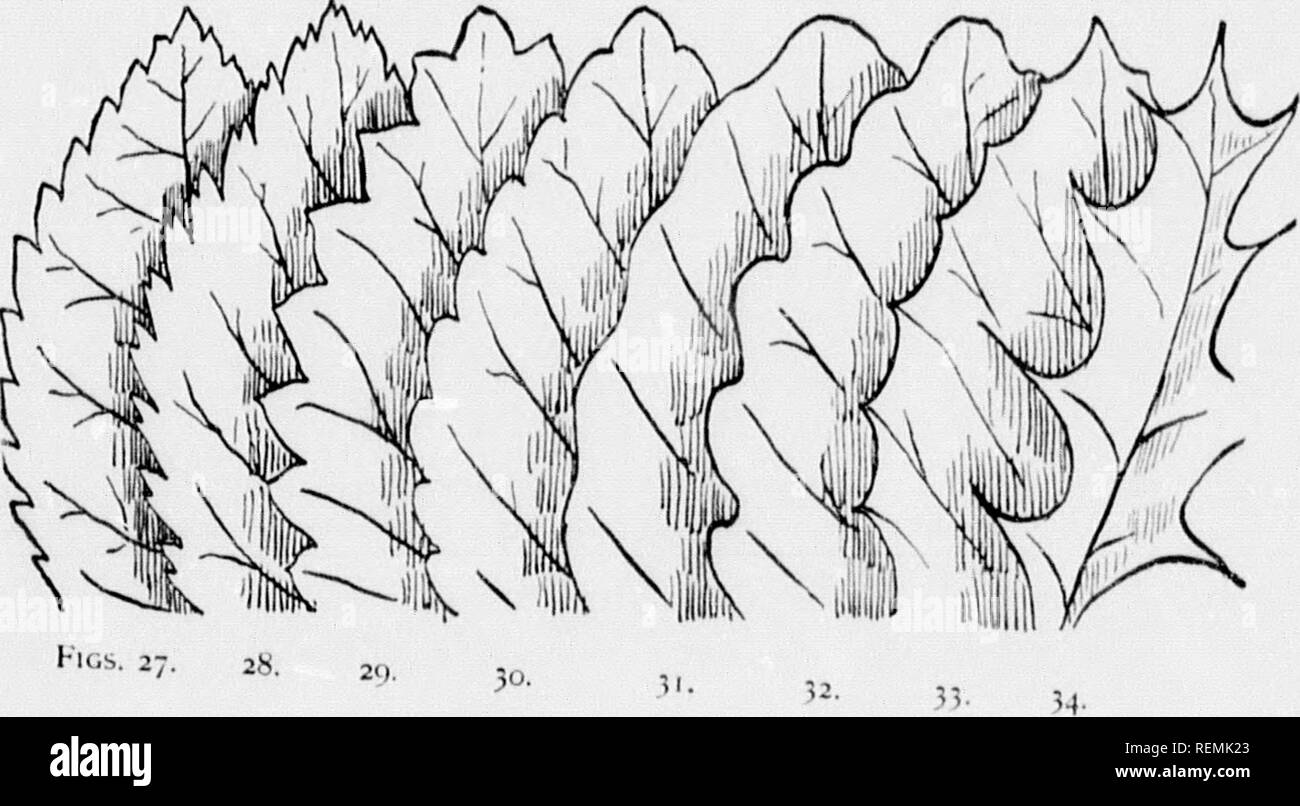 . I nostri alberi nativi e di come identificarli [microformati] : un famoso studio delle loro abitudini e le loro peculiarità. Alberi; Arbres. 10. 25. Fig. 20. "Iillv iiulented (J'ig- 25-) 6.) 1) i)etiole o es di caducifoglie icrry. I|)av. m di Galaad. iden. Forma e STRIirTTTPp MARCIXAr, INI)KN"r.Rios. Una distinzione è M.a.l. h.,u..nnn.l,.ntat,ons che sono sl,-,!Iou- ;-â ¢ tl-se che sono dc-ep. ( M' &gt;hall,nv trattino.,,,,,, t nm,g forma prevalere ,n le foglie degli alberi deeuiuons Serra e. a denti di sega con denti affilati whiel. ONU-Uu. "Touard tl^eape.x; dislinouislud come linea e grossolana. (K,,, ,- Foto Stock