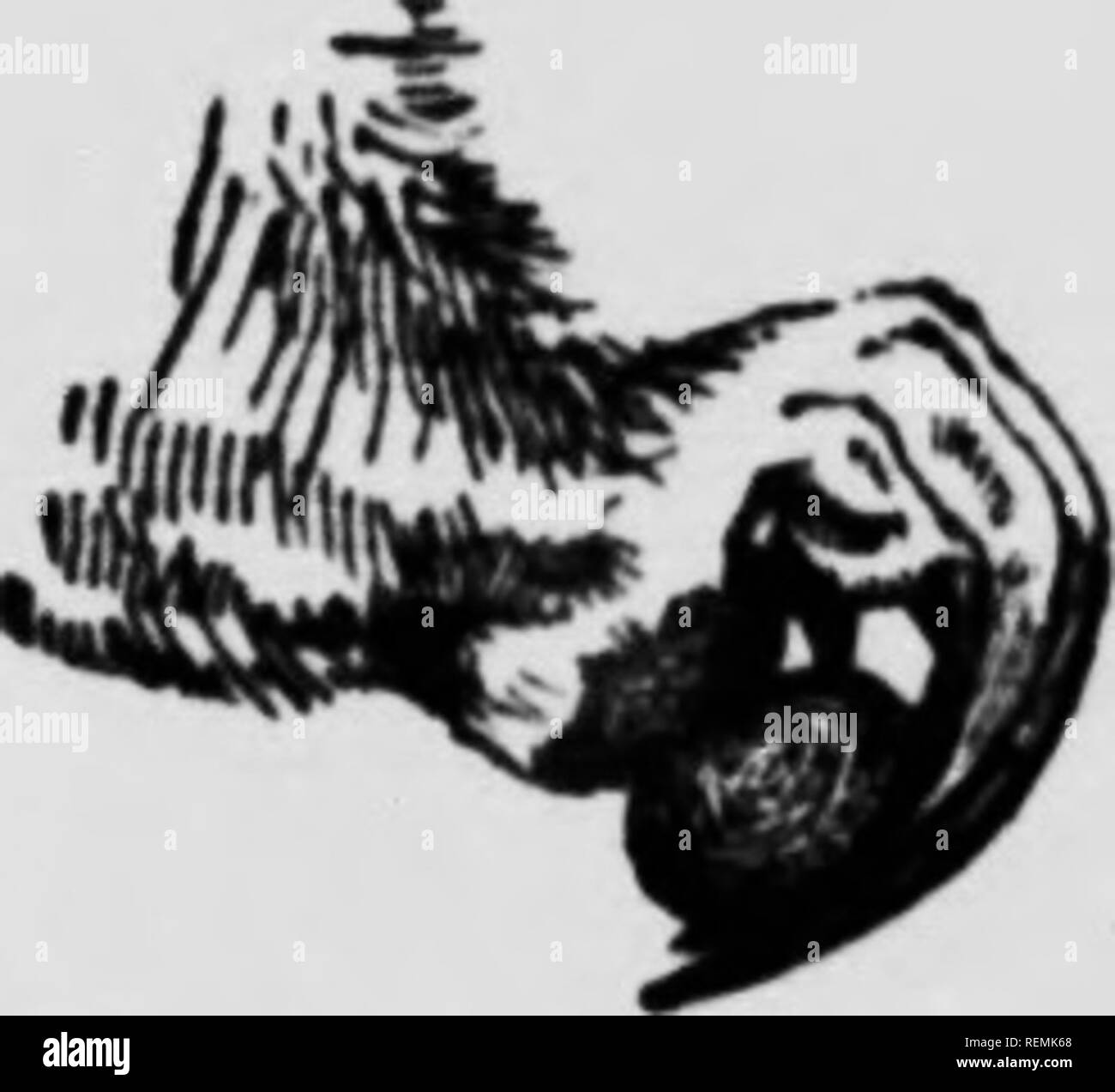 . Life-storie di animali del nord [microformati] : un account dei mammiferi di Manitoba. Mammiferi; mammiferi; MammifÃ¨res; MammifÃ¨res. II # ; . J â "!â â ¦ 566 Life-storie di animali settentrionale SOUTARY Il talpoides sembra essere un solitario animale. Io di solito trovato che, dopo la cattura di uno, il tumulo di rivolgimenti cessato in che tun- nel per un tempo. Una eccezione a questo è stato osservabile a fine maggio. fart ^lw ^rai^inff. Si prega di notare che queste immagini vengono estratte dalla pagina sottoposta a scansione di immagini che possono essere state migliorate digitalmente per la leggibilità - Colorazione e aspetto di queste illustrazioni non possono Foto Stock