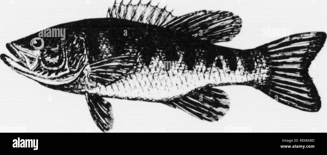 . La piccola bocca bass [microformati]. Smallmouth; black bass; Achigan à petite bouche; Achigans. IhiLi- M.Milhs vecchio ilT"ii. ri..,t.,i.n,||, t,y li. Un U,Ti^l..y(. Ahoiil un anno ho l-rnm Naturt') SHI Wl(; Kll MiVh I'KOI'ORTIONS Uh VOLNG BASS. Si prega di notare che queste immagini vengono estratte dalla pagina sottoposta a scansione di immagini che possono essere state migliorate digitalmente per la leggibilità - Colorazione e aspetto di queste illustrazioni potrebbero non perfettamente assomigliano al lavoro originale. Loudon, W. J. (William James), 1860-1951. Toronto : Hunter-Rose Foto Stock