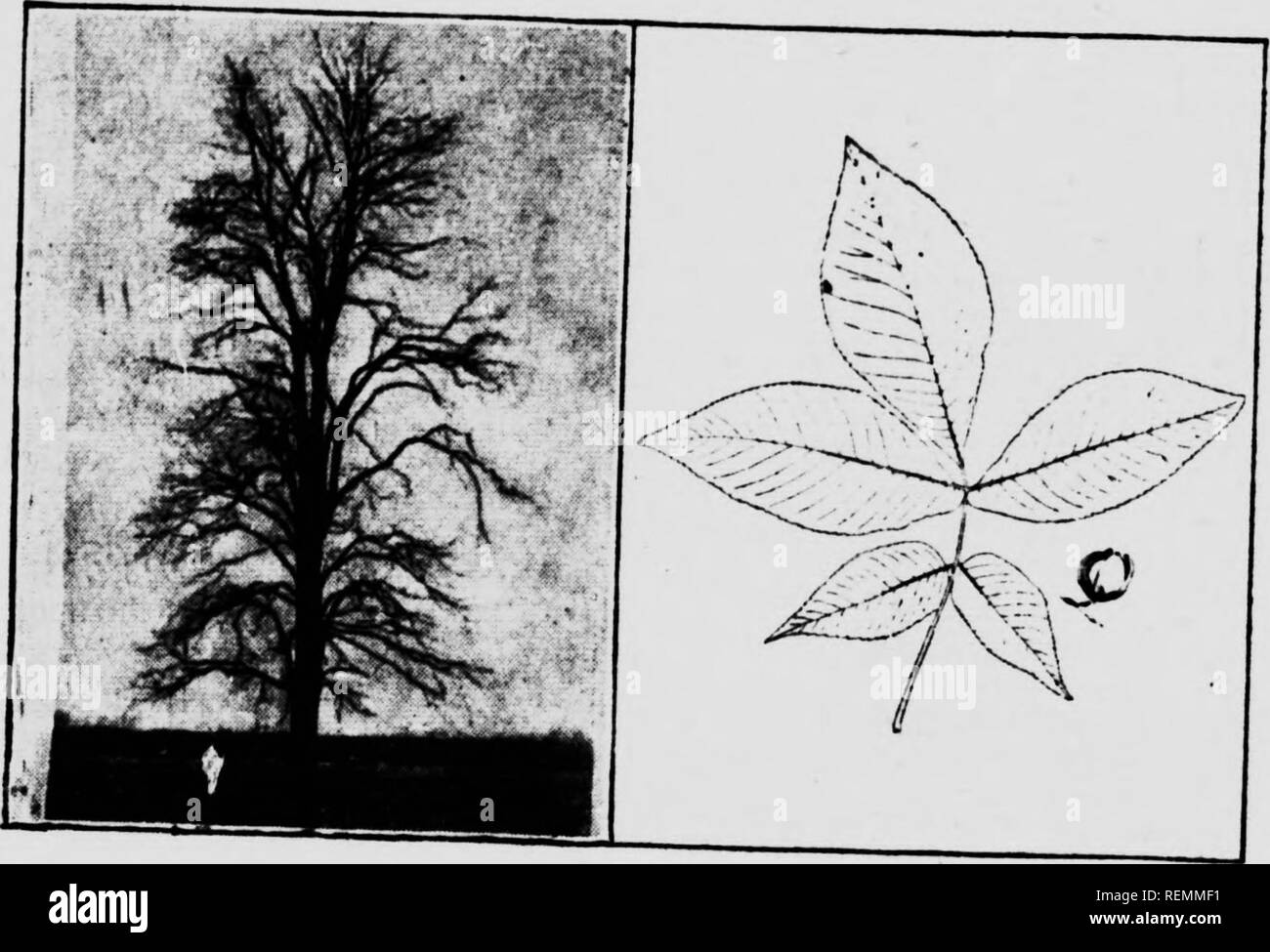 . Venti Canadian Forest alberi [microformati]. Arbres; gli alberi. 32. ". Hickory tr"e. Foglia e dado. hickory, whiteheart hickory etc Tho , rtrlps, che gIvL l'albero M u"ldyV^° 20.-L'GHEsrmrr. nome latino, Castaneal rispetto a qualsiasi altro albero qui menzionato. It la fmm^ nella parte sudoccidentale della Ontario f- la foglia di faggio, solo la?Mr e mirt io? Ma il generale appeirance del t?A f. l^ che della quercia. Esso "SSS* non *bl con^foundeT^fh th" ippocastano, che non è un nativo nf r.o"!T-" c^Ln^'? °' f." differivano %lmH?"*^ * ho la castagna è come degno come il cavallo chaatnT,* il " *5 le Foto Stock