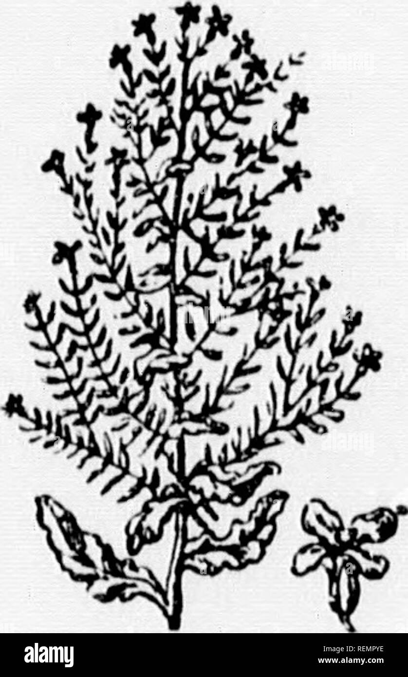 . LeÃ§ons de choses [microforme] : 4e, 5e, 6e annÃ©e. Sciences Naturelles; scienze; Storia Naturale; scienza. AV.âParlez (les revnnctdncÃ©es. Lcsici.onculiicc'es sontdcs ore Lrillan- tes (lu'su cultive |)()ui- l'oi-- lu'iiicutdi'sjju"Ã®lins, Toutes les plÃ®uite (le cette fnmille contiennent siÃ onu®c acri (jui les rend nuisibles, Ã moins qu'elles ne soient eniploj'Ã©es comme remÃ¨des l)aj- onu mÃ©decin. Les pi-in- cipiiu.x i^-enres sont la clÃ©- &lt;'i4'iiiatiÂ"e. .IiKSiiioiM'. UKitite, lÃ®i reuoncule l)ul- ,, , , . beiise, l'aconit, l'ellÃ©hore, io anÃ©mone et la moelle. KyiâPonrqaol 1rs cni Foto Stock