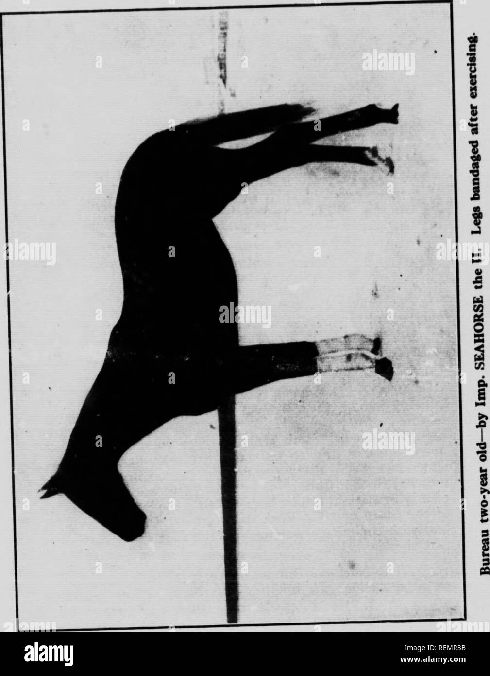 . Cavallo re [microformati] : per il miglioramento della razza di cavalli in Canada per mezzo della croce purosangue. I cavalli; cavallo purosangue; Chevaux; pur-sang. La Canadian National Bu.eau o&GT; BjiEBpiNG. Li-ited .i. 1331. Si prega di notare che queste immagini vengono estratte dalla pagina sottoposta a scansione di immagini che possono essere state migliorate digitalmente per la leggibilità - Colorazione e aspetto di queste illustrazioni potrebbero non perfettamente assomigliano al lavoro originale. Il Canadian National Bureau di allevamento. Montreal : Canadian National Bureau di allevamento Foto Stock
