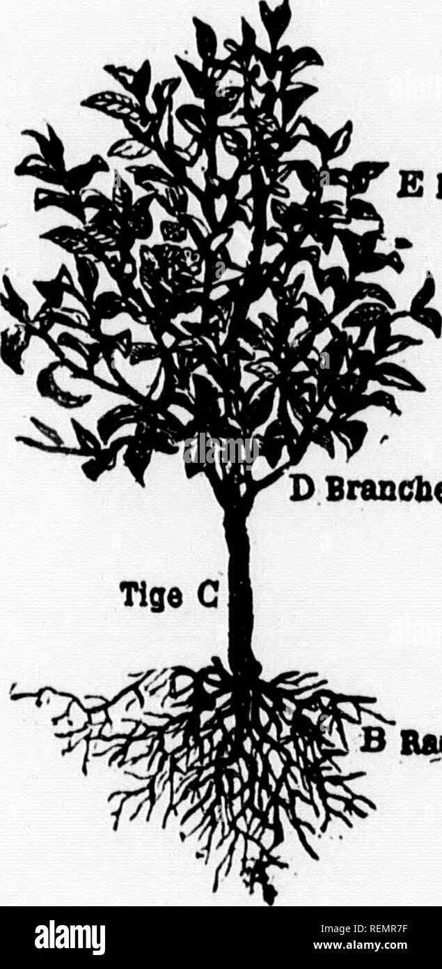 . Leçons de choses [microforme] : 4e, 5e, 6e année. Sciences Naturelles; scienze; Storia Naturale; scienza. Kl'", lise iiKiIlccI IicibiKvo.. EFeolUt BrancbQs. Baola i*oii-i"T. tifîc dura et li.iK'usi". ^".-Quapix'llc-t-im tnje du,us /ts t'é&lt;jéttiAH!?. Si prega di notare che queste immagini vengono estratte dalla pagina sottoposta a scansione di immagini che possono essere state migliorate digitalmente per la leggibilità - Colorazione e aspetto di queste illustrazioni potrebbero non perfettamente assomigliano al lavoro originale. Soeurs de Sainte-Anne. [Lachine, Québec : s. n. ] Foto Stock