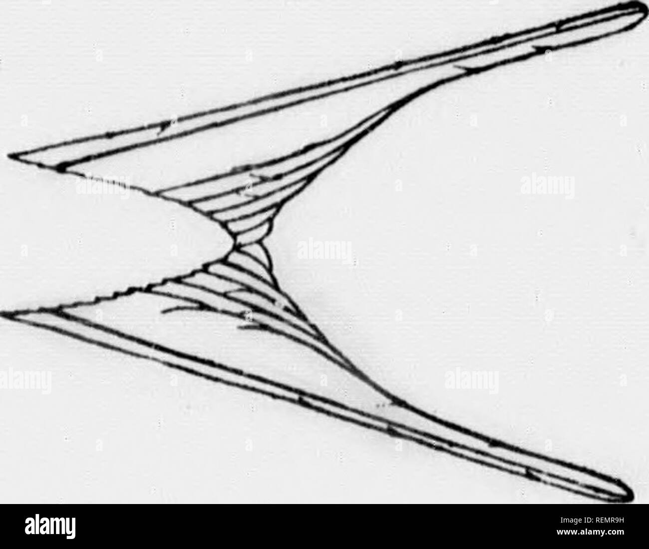 . Gli uccelli del villaggio e campo [microformati] : un uccello libro per i principianti. Gli uccelli; Oiseaux. 352 BROWN SUPERRIDUTTORE Fig. 208. Coda quadrata di Vireo. Fig. 20'). Coda dentellata del Pino Finch.. Fig. 210. Coda biforcuta di Barn Swallow. Il nido di t^ie superriduttore è uno per essere cercato diligentemente, è un tale stranezza in bird archi- tettura. Esso è collocato al di sotto di un po' di corteccia allentate sul lato del tronco di un albero, dove essa ha un pronto- realizzato mansarda per tenere fuori pioggia e una casa accogliente in tutti i suoi aspetti. Buone note sulla storia di uno di questi nidi sarebbero valu- in grado, come l'uccello è stato studiato compar Foto Stock