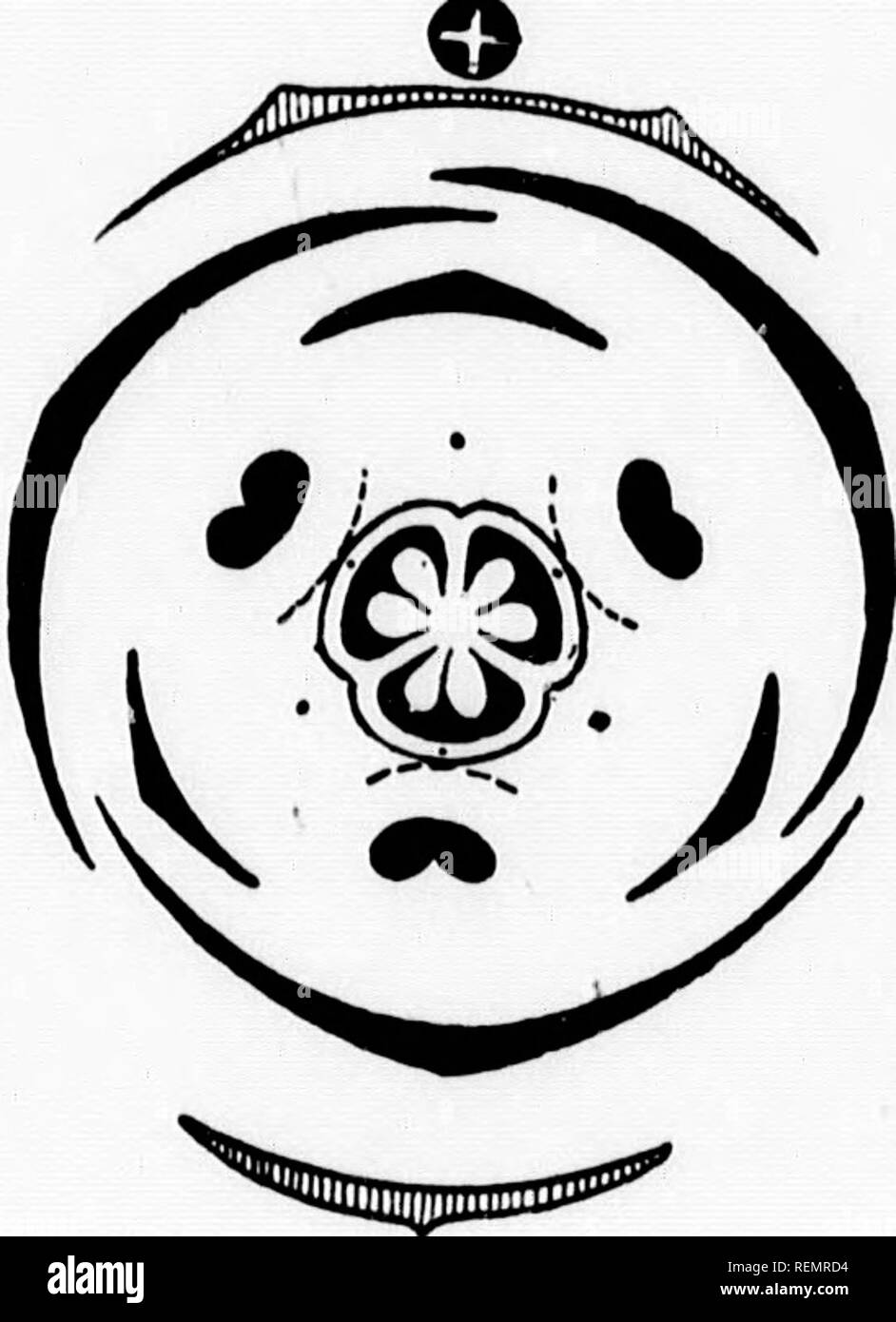 . Botanica elementare [microformati]. La botanica; Botanique. 174 monocotiledoni. lis- 219.âFloral (Jiayraiii di Iris. Adatto per impollinazione l)y umile-api; e ha tre rami del suo stile cjuite una notevole distanza sopra le parti libere ot tre cade esterno-foglie, in modo che un umile-bee possono insinuarsi sotto i bracci dello stile. Le altre varietà di fiori è adatto a una lunga-tongued hover-fly {Rhim^ia rostratd); e il suo stile di bracci di stare così vicino al di sopra della superficie cade-seg- menti che un umile-bee non è in grado di strisciare sotto di essi. Insetto o visitando il fiore adatto ad esso aluci sul ref Foto Stock
