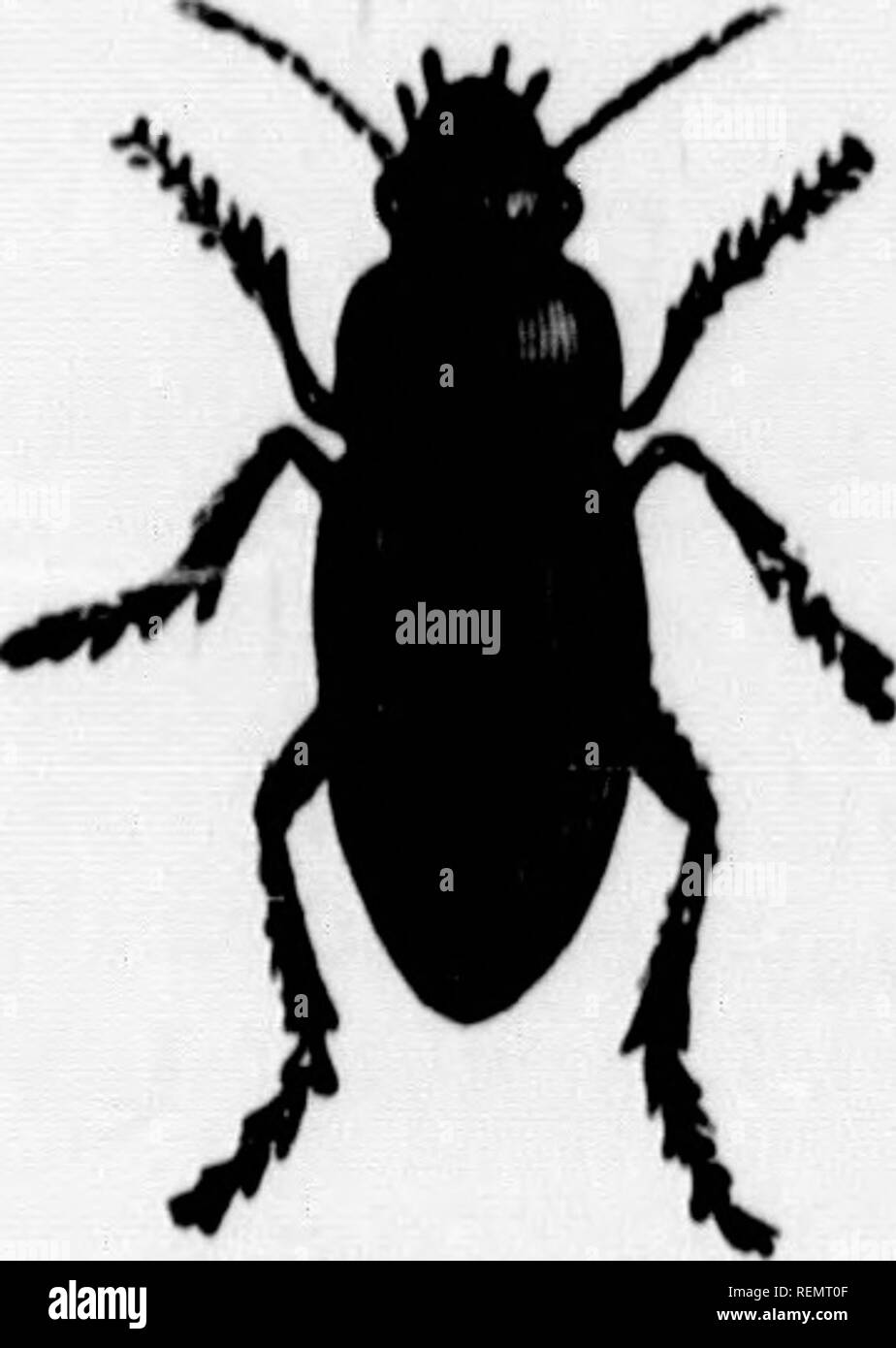 . Insetti e Malattie delle piante [microformati] : istruzioni di spruzzatura. La spruzzatura e spolvero in agricoltura; parassiti agricoli; PulvÃ©risation et poudrage en agricoltura; Ennemis des Cultures, Lutte contre les. Maiale. 11. Fig. 10. .... ^Â"00ND coleotteri âThese si ritrovano vivi sulla superficie del terreno nascosto nel terreno sotto le pietre o spazzatura o in esecuzione attraverso l'erba! , , ^."? preziosi collaboratori per la orchardiat, come alcuni di loro feed su larvie k'^n*'"' ^** '^'''Â Â Â°&LT;'^ â¢â '^8 peÂ"r midge, curculio, ecc. Questi coleotteri noto come (Mosoma sono caterpillar hunter*, alcuni Foto Stock