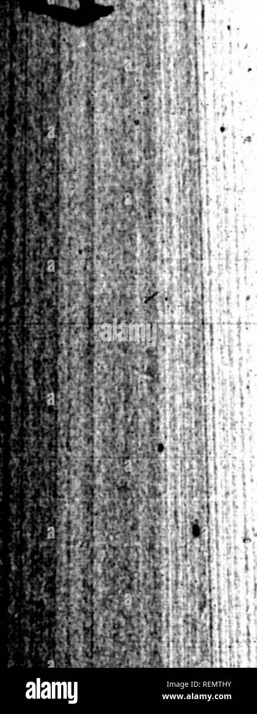 . Il diritto di Montreal relazioni [microformati]. Rapporti di diritto, digerisce, etc; diritto, giurisprudenza, Droit. ho'^ â ^â "â¢fm 4*74 legge MQHTREAL HEPORIS. Jedi. -It.t procedimenti lu liquidazione era stata commenÂ"-,ed e w^*. eseguite su di una certa Btafec, ma che th^y.ha tutti che; che essi wtire andando su con il business, e c..nÂ"rÂ"ctu.â. ^^^^^^^;^^^^^^ raiLAr oÂ£,l'azione aveva cessato. I ricorrenti^nswerea per ^il suo. " Voi non aveva il potere di re- voke vostra risoluzione ; yohad ponete in liquida- zione, e voi non erano leviti per ripercorrere i tuoi passi. Il primo. motivo è stato abbandonato; il caso, Foto Stock