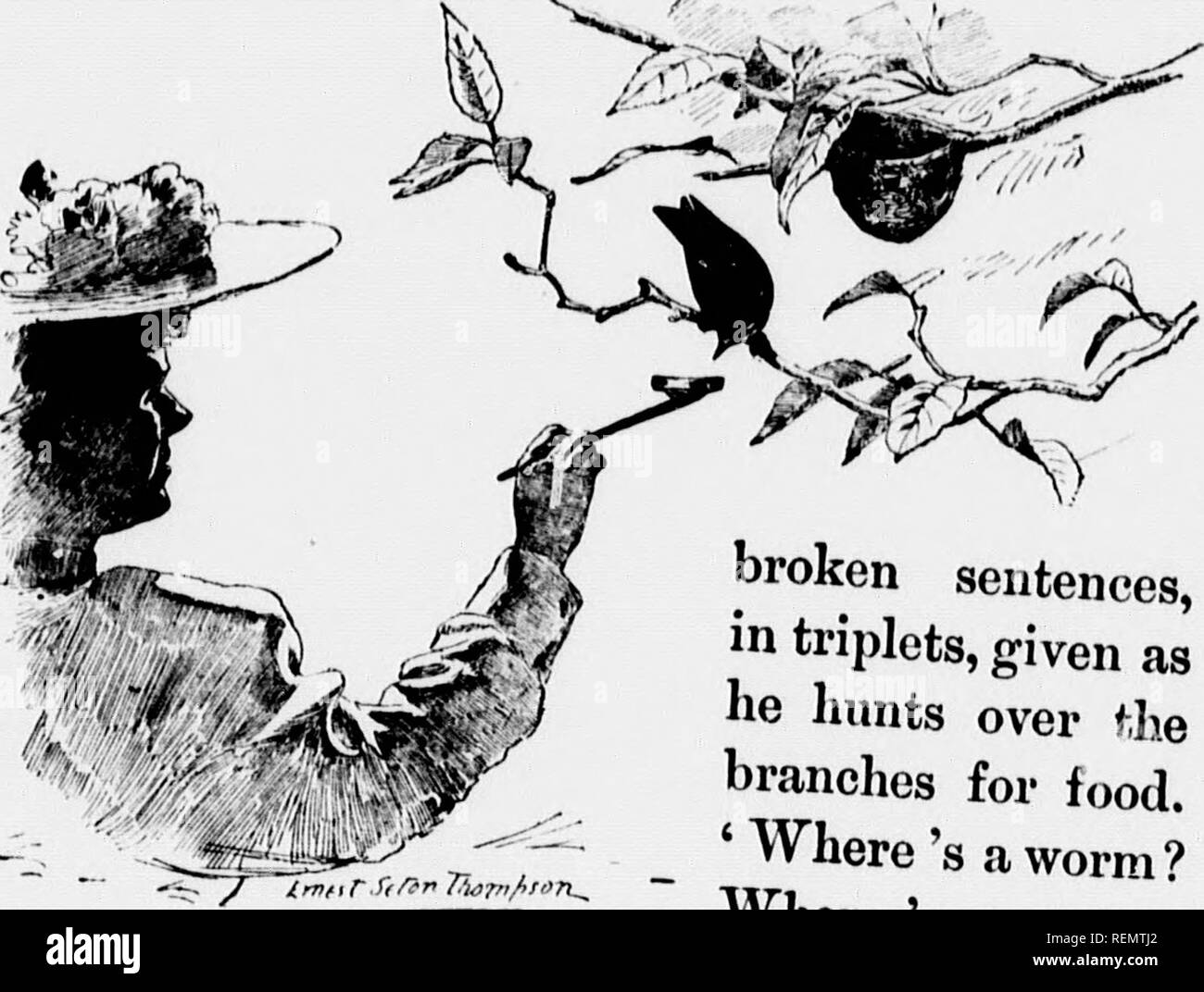 . Gli uccelli del villaggio e campo [microformati] : un uccello libro per i principianti. Gli uccelli; Oiseaux. Â ^â^. RED-EYED VIREO 121. Fig. (11. Red-eyed Vireo. rotto frasi, in triplette, dato come giacciono caccia oltre ^egli rami per il cibo. "Dove è un worm? Dove 's un soddisfare- pilastro? Dove è un worm?" Egli le query come lui va, risposta- 4.' â "^S la propria nups- .su molto comodamente per se stesso! Vi è â' hrngeestatie circa il suo modo,,^. Sembra che soltanto il aeeompaâ.mento del suo mestiere. Egli siâ.^ come un felice uomo fischi al suo lavoro. Hi e,1 nota .s qu,te un .liffcrcnt importa. Da Â"e oÂ",f/A. È giusto dire, t Foto Stock