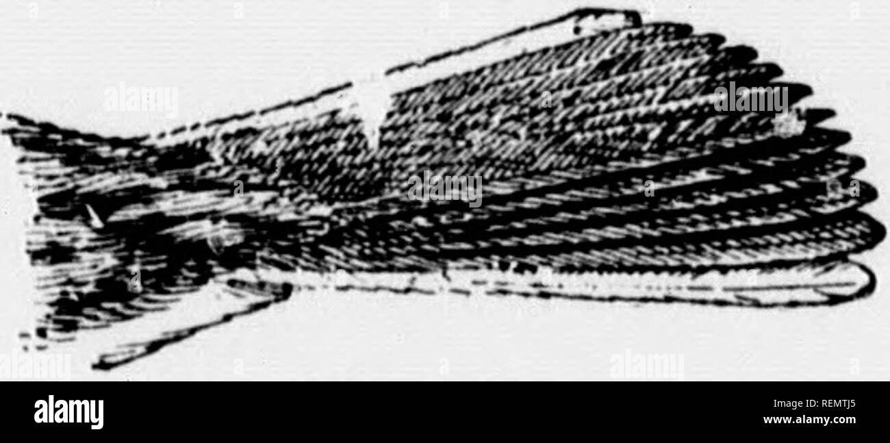 . Gli uccelli del villaggio e campo [microformati] : un uccello libro per i principianti. Gli uccelli; Oiseaux. rsspsn spAitiiow 119 Inoltre, la st,Kleât che io, interessati a non- ... ''"7" fo'- 't varia notevolmente. Quindici â¢â ¢ .es del suo ââng sono stati notati in uno w 1 Â"&lt;1 tl,e saâ,e ludividnal ha spesso un numero oi tunes m il suo reper^^ire. Vesper Sparrow; erba Finch : P^.,â ^â^â,, r;;;s,:x'':;;;:jr:,; t- rr ""-â -- Gko,.â",.,â, N,Â",.ân,â;,â;"lâ¢"":, '^"â 9""; "l""" Â" "ul.... MÂ"â¢â â "â "â¢Â"Â" 'm trainare .â¢d Nova &amp;âH ' " '&QUOT Foto Stock