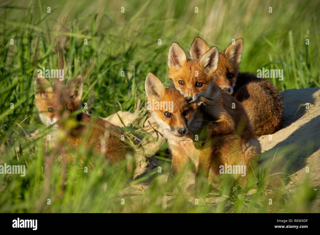 Red Fox, vulpes vulpes, piccoli cuccioli di giovani vicino a den curiosamente weatching intorno a. Foto Stock