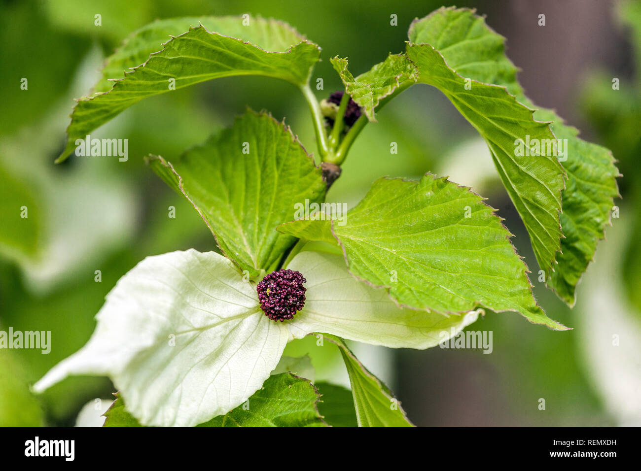 Struttura colomba, Davidia involucrata vilmoriniana var. Foto Stock