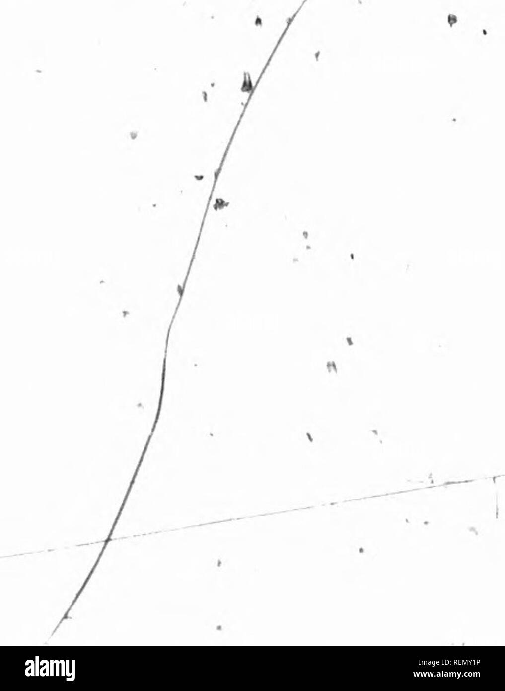 . Introduzione all'economia forestale. Le foreste e la silvicoltura. /•J.. "V • ™ISC&GT;^io.ljf"s, ia6i'3VR^'i&amp;J^;4||^vls&amp;%l-tE''"t.-,. Si prega di notare che queste immagini vengono estratte dalla pagina sottoposta a scansione di immagini che possono essere state migliorate digitalmente per la leggibilità - Colorazione e aspetto di queste illustrazioni potrebbero non perfettamente assomigliano al lavoro originale. Pearse, Peter H. , 1932-. Vancouver : British Columbia University Press Foto Stock