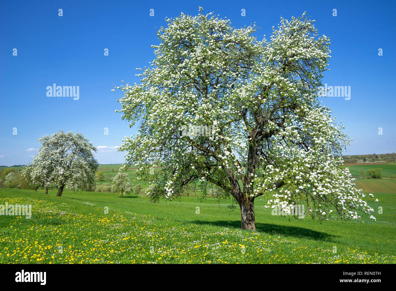 Blooming pear tree su un prato di fiori Foto Stock