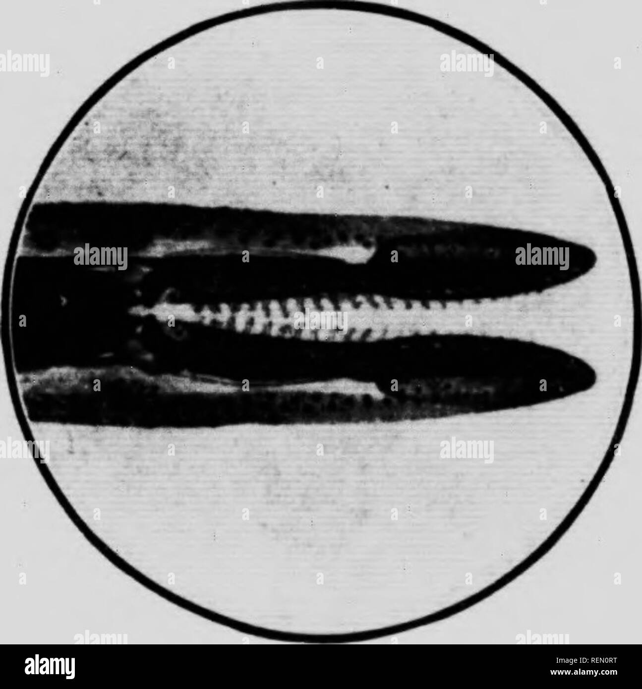 . La natura attraverso il microscopio &AMP; videocamera [microformati]. Storia naturale; La fotomicrografia; Sciences Naturelles; Photomicrographie. La natura attraverso il microscopio &AMP; telecamera da RICHARD KERR, F.Q.S., F.R.A.S. ACIHilK OK ' chiodo sei curioso AM) HEAUTIFUI.', 'HIIIDKN HRAUIIKS OK NAIURE," ecc.). Con sessanta cinque PHOTU.JVIICKOQKAPH5 BV ARTHUR E. SMITH. lONCUK OK RHYMilA X25. TORONTO IL LIBRO MUSSON COMPANY LIMITED. Si prega di notare che queste immagini vengono estratte dalla pagina sottoposta a scansione di immagini che possono essere state migliorate digitalmente per la leggibilità - Colorazione e aspetto di queste illustrazioni potrebbero non perfettamente resem Foto Stock