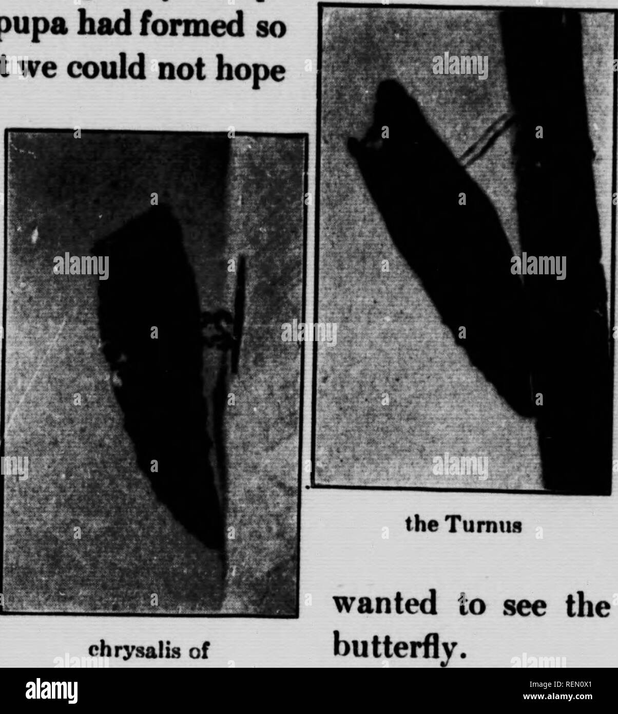 . La farfalla e la tignola prenota [microformati] : personale di studi e di osservazioni di più familiare specie. Farfalle; Papillons; Papillons nocturnes; falene. chrysal durante ter siamo andati in una lontana parte della pupa, o paese, portando con noi un numero di chrysalides, tra i quali quello del Turnus. Come chrysalides erano in una scatola aperta in una stanza calda, non sono stato sorpreso nel mattino di Pasqua, Aprile secondo, trovare una grande coda di rondine butterfly su un giacinto nella finestra . In un primo momento ho supposto, dalle sue ali scuro, che si trattava di un comune nero a coda di rondine, ma presto scoperto che mi era sbagliato, per Foto Stock