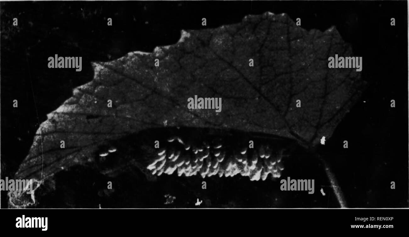 . Come attrarre gli uccelli e altri parla di uccello vicini [microformati]. Uccelli, attraendo di; Oiseaux, attrazione; des oiseaux; uccelli. Uccelli che cosa fare per noi insetti depositare le uova che i giovani possono avere i più freschi, tenderest lascia per l'alimentazione. Alcuni pochi capinere, nella grande famiglia, limita le loro fatiche al suolo e del sottobosco, è vero, e pochi altri scegliere la loro vita di tronchi di alberi, ma sono le eccezioni che confermano la regola. Innumerevoli milioni di larve, impianti pidocchi, formiche, batteriosi vascolare- worms, foglia-tramogge, mosche, e la minore di ospitare-. Paraxitcs su C Foto Stock