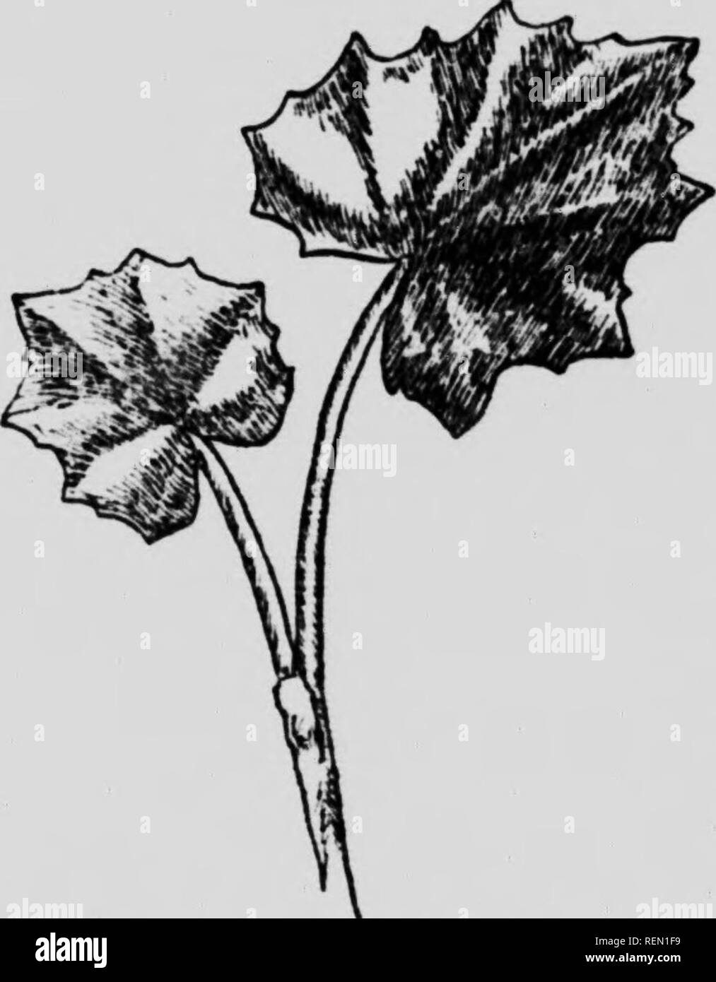 . I nostri primi fiori selvatici [microformati] : uno studio delle piante erbacee che fiorisce in primavera negli stati del Nord e Canada. Fiori Selvatici; botanica; Fleurs sauvages; Botanique. Famiglia composita ii:' Rootslock.-Konzonial, striscianti, invio fino semplice scagliose vedute in primavera, recanti ciascuna un solo fiore- hcad. Foglie.-arrotondata a forma di cuore, angolate o dentato, lanosi quando i giovani. Fiore-teste.-irradiare-composito, contenente sia ray e disco broccoli; ray-broccoli in diverse righe strette, pistillo- tardi, fertile; disk-broccoli ster- ile; involucro quasi semplice; recipiente piatto; akenes cylin- Foto Stock