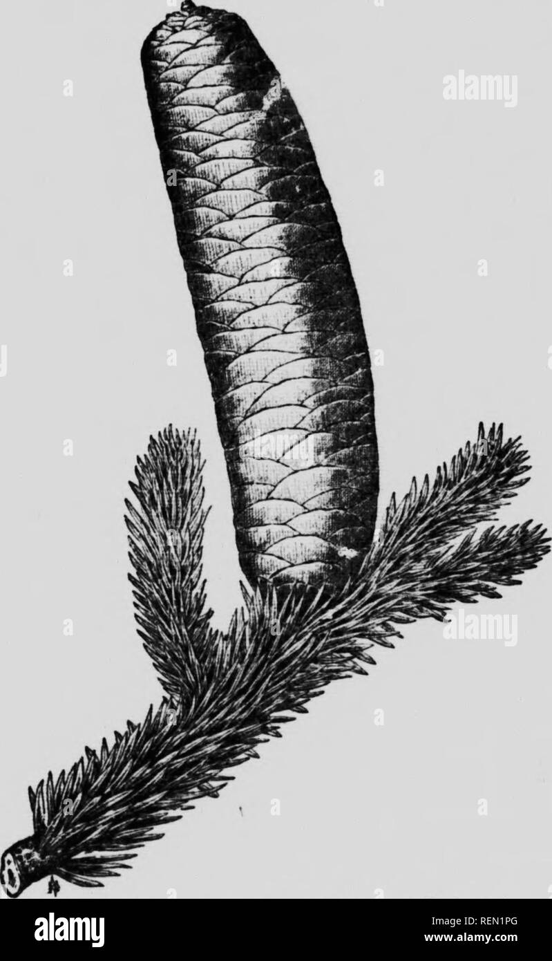 . La cura degli alberi, in prato, street e park [microformati] : con un elenco di alberi e arbusti per uso decorativo. Alberi; Jardins; Arbres; GIARDINAGGIO. 224 Alberi di ombra e di ornamento 11 ii FIRS Abies (vedere anche Pkea, Abete rosso). Questo genere contiene una ventina di- tre specie provenienti dal nord e habitat montuoso, richiedendo cool. Fig. 67. - Abies pinsapo Boiss. posizioni per la migliore riuscita. Essi sono per lo più alti, shapely alberi conici di simmetrico, slilT, formale e l)ranch abitudine, ma meno che nel bosco di abeti; la maggior parte con blunt-jiointed, foglie piatte, disposti a pettine; densamente'foliaged, il Foto Stock