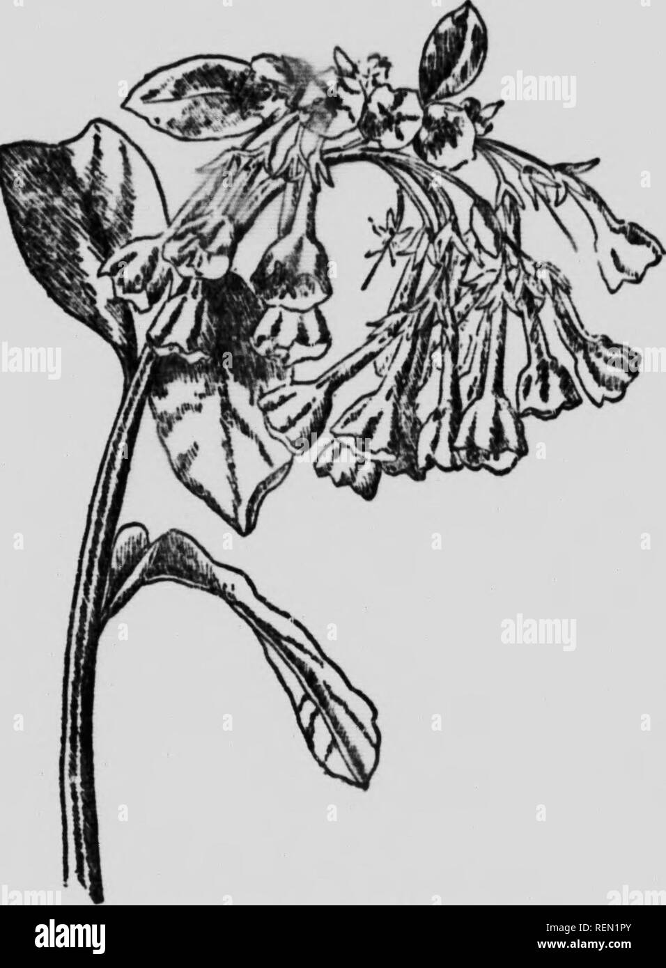 . I nostri primi fiori selvatici [microformati] : uno studio delle piante erbacee che fiorisce in primavera negli stati del Nord e Canada. Fiori Selvatici; botanica; Fleurs sauvages; Botanique. % Di borragine più familiari cosa interessante di questi fiori è contrassegnato il loro cambiamento di colore; ogni piccola campana inizio vita. Bluebells. Mertensia Virginka Una graziosa rosa-violaceo ma diventando blu luminoso prima di terminare. Virginia Cowslip ha la distinzione di essere una specie di liscio in una famiglia nota per il duro e ruvido e peloso e proibiva carattere cf il gambo e le foglie. .F 198 A. Si prega di notare che queste Foto Stock