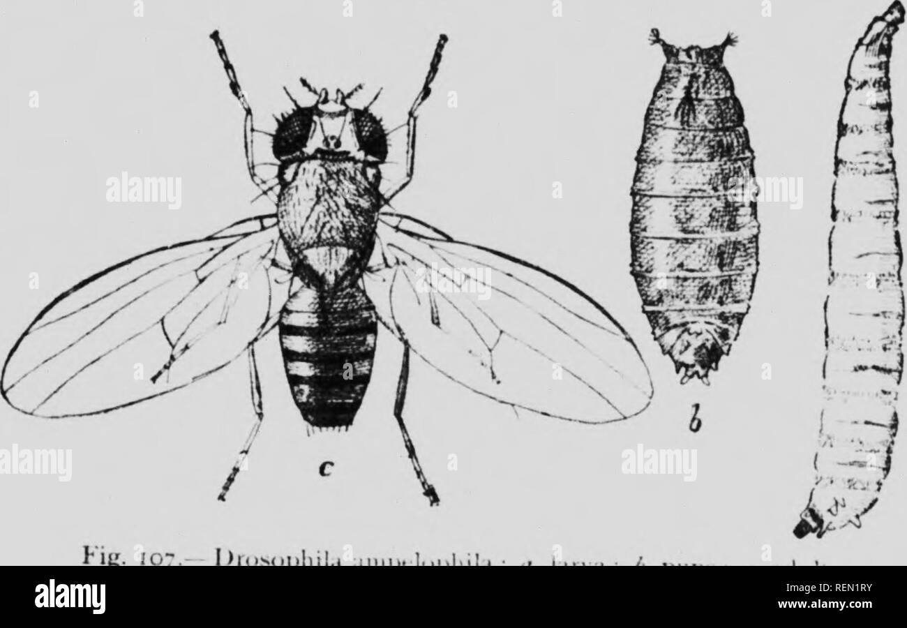 . Il libro di insetto [microformati] : un popolare conto delle api, vespe, formiche, cavallette, mosche e altri North American insetti esclusive delle farfalle e falene e coleotteri, con una vita piena di storie, di tabelle e di bibliografie. Insectes; gli insetti. Il piccolo mosche di frutta (l-'niiiily Divsof^liilidic.) Questo gruppo comprende tiic poca frutta nies, o pom;.ce vola tanto comunemente osservato circa decadendo frutta e anche circa altri decadendo vegetazione. Essi si trovano spesso nelle case in autunno su piatti contenenti le pere, le pesche e uva Thev ire attratti da frutto sia lood pelliccia e come luoghi Foto Stock