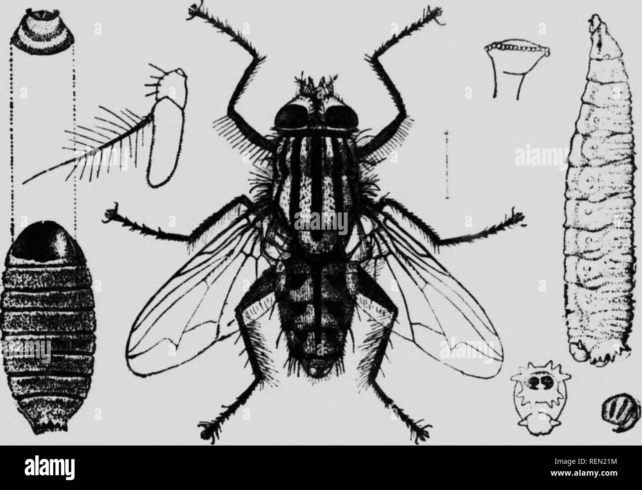 . Il libro di insetto [microformati] : un popolare conto delle api, vespe, formiche, cavallette, mosche e altri North American insetti esclusive delle farfalle e falene e coleotteri, con una vita piena di storie, di tabelle e di bibliografie. Insectes; gli insetti. Le larve Flesh-Plica trovato l'alimentazione su insetti morti in brocche del lanciatore comuni piante e che spesso viene allevato da morto in- sette e da escrementi. Si tratta piuttosto di un allevatore di rapida e a. Fig. 92.âSarcopliaga sarracunix. (Autore del tllustraiion. 1 generazione saranno sviluppate in dieci giorni nel periodo estivo. Tra i più comuni della f Foto Stock