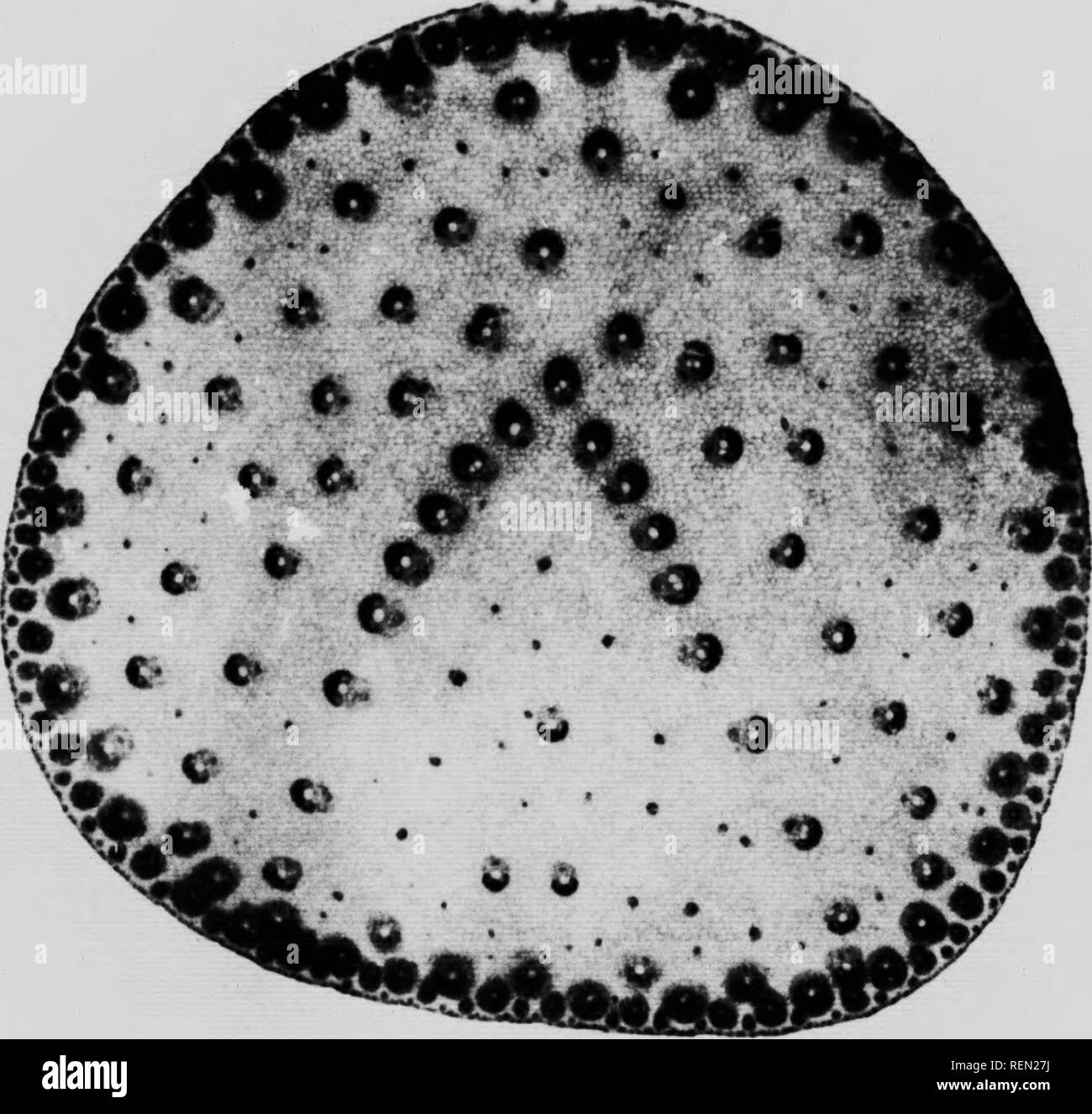 . La natura attraverso il microscopio &AMP; videocamera [microformati]. Storia naturale; La fotomicrografia; Sciences Naturelles; Photomicrographie. Mi-ic. 3S. STKM SKCTION, KAl IAN I'ANK (lAI KtVIANfi AMIS) X 14 [ft' /inclinazione /*rt.t,v 131.. Si prega di notare che queste immagini vengono estratte dalla pagina sottoposta a scansione di immagini che possono essere state migliorate digitalmente per la leggibilità - Colorazione e aspetto di queste illustrazioni potrebbero non perfettamente assomigliano al lavoro originale. Kerr, Richard, d. 1915. Toronto : Musson Foto Stock