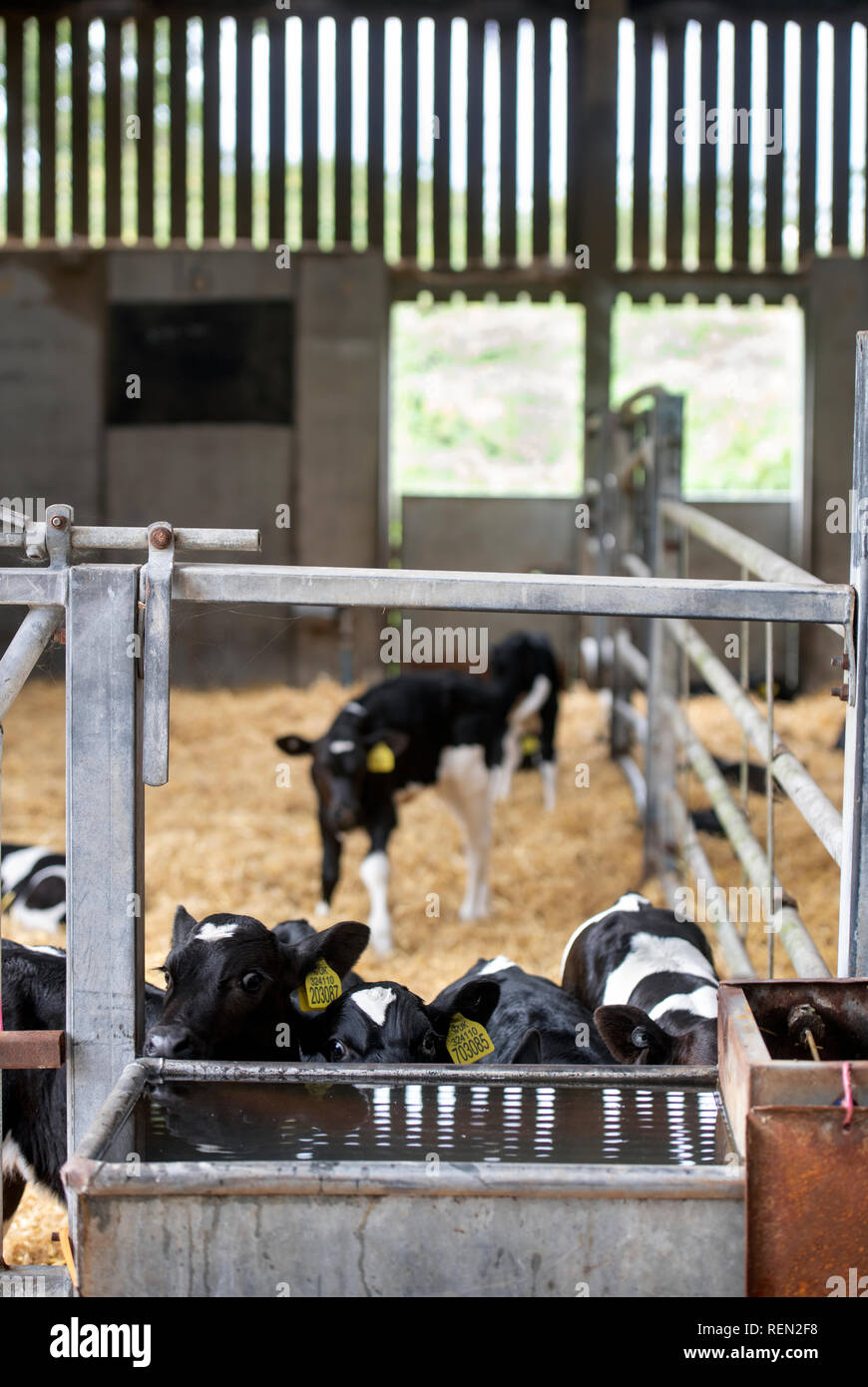 I vitelli in un fienile su di una azienda agricola biologica nel Wiltshire, Regno Unito Foto Stock