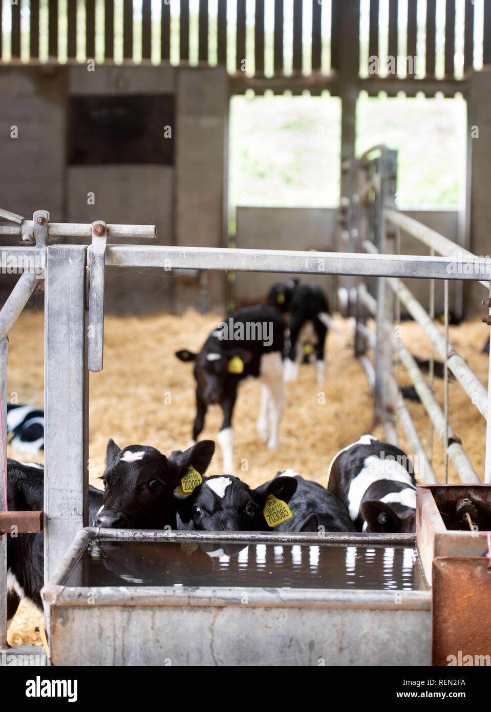 I vitelli in un fienile su di una azienda agricola biologica nel Wiltshire, Regno Unito Foto Stock