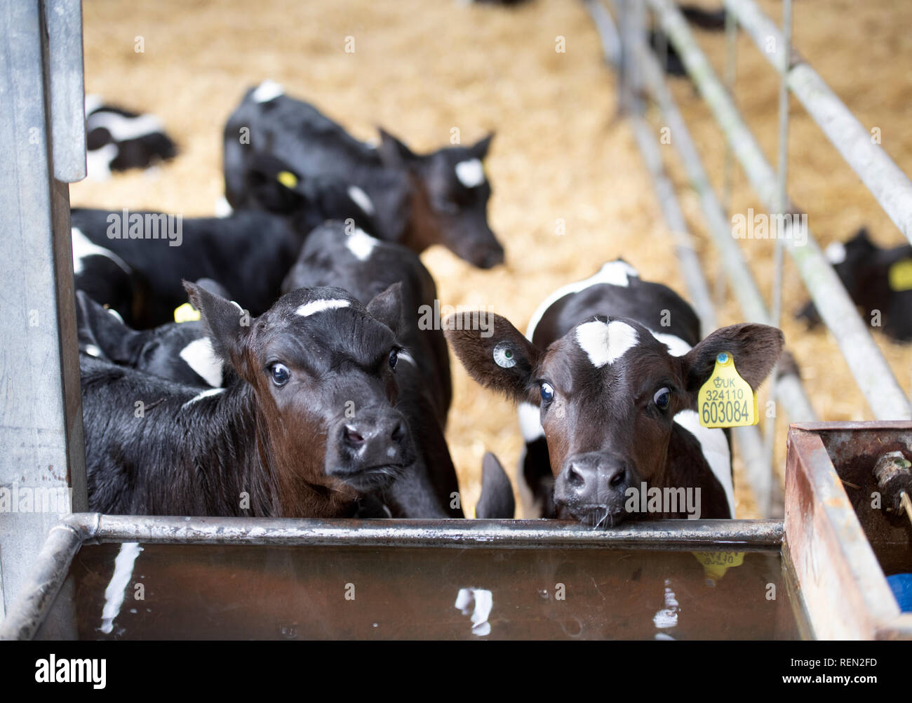 I vitelli in un fienile su di una azienda agricola biologica nel Wiltshire, Regno Unito Foto Stock
