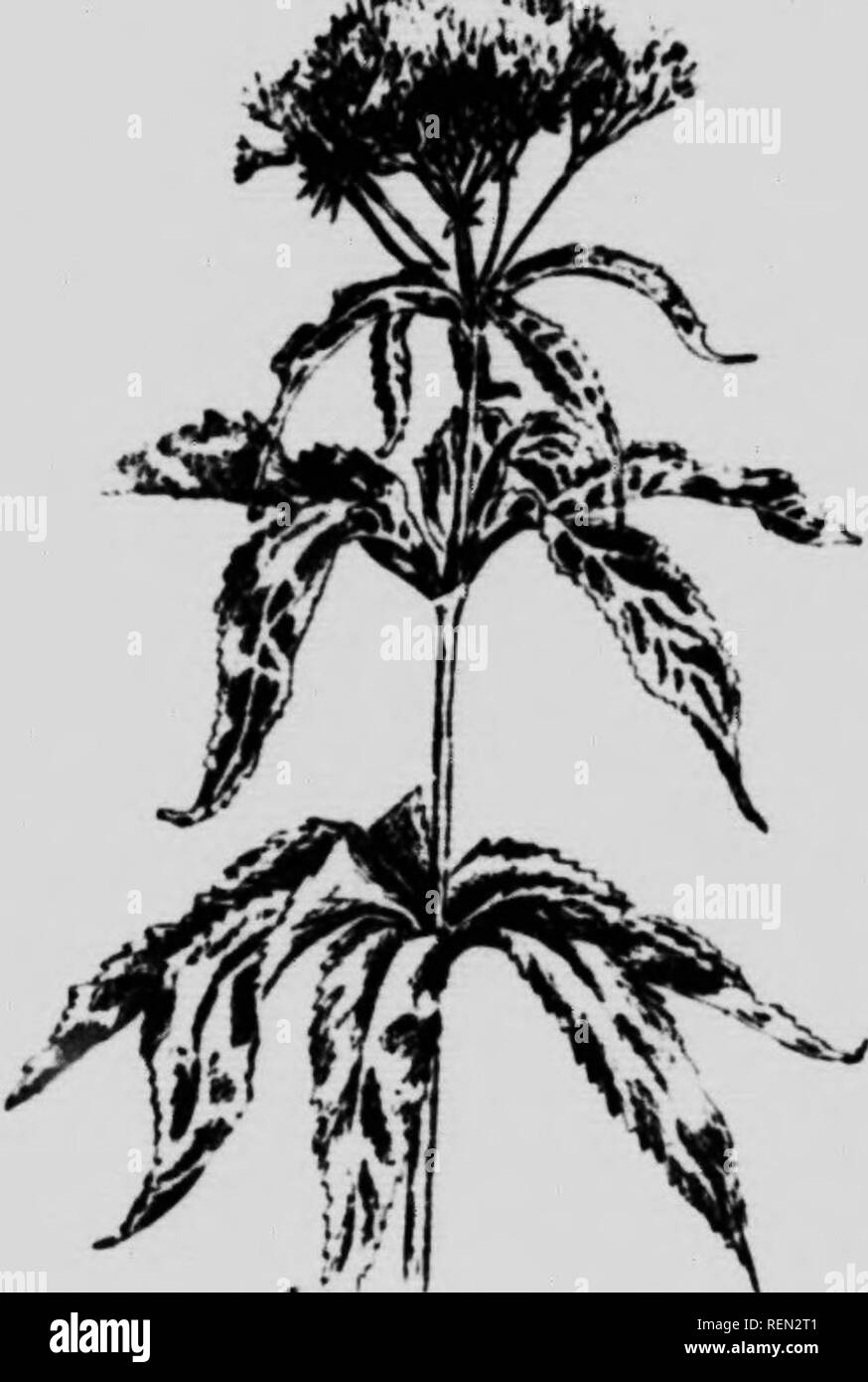 . Erbacce comuni del Canada [microformati] : una guida tascabile. Le erbe infestanti; Mauvaises herbes, Lutte contre les; erbacce; Mauvaises herbes. 108 Comune di erbacce CAXADA mazzetti di erba essiccata. Per i bambini di cinquanta anni fa l'erba è servita come una macabra avvertimento contro i piedi bagnati o qualsiasi esposizione che potrebbe risultare in un freddo ; e se una tale catastrofe sopraggiunse la unhappv bambini "boneset " tea è stata versata in giù le loro gole. JOK-PYE WEED. O A TROMBA infestante. Eupatoriiim piirpurcum, (L). Root.-"1..ugh e fibroso. Stelo.-Stout, Minple, 2 12 piedi alto, spesso punteggiati wuli violaceo punti o macchie. Foglie.- I Foto Stock