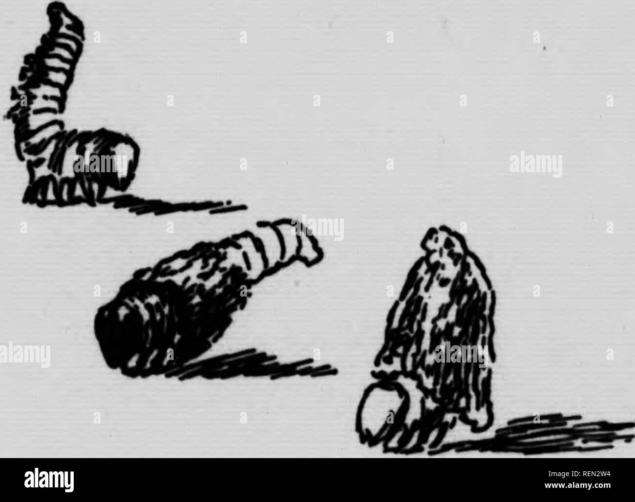 . La farfalla e la tignola prenota [microformati] : personale di studi e di osservazioni di più familiare specie. Farfalle; Papillons; Papillons nocturnes; falene. Capitolo XIX DISPARI CASE DI INSETTI E LORO detenuti il Bag-Worms, Thyridopleryx ephemerceformis "Ogni viaggiatore è un autodidatta entomologo.". O .N La ventinovesima edizione di aprile ho trovato il sacchetto- worm case, centinaia di loro, attaccati ai rametti di fumo-annerito le robinie, un certo numero dei quali erano già morti, in parte a causa di queste Bag-worm visitatori, e in parte perché i polmoni degli alberi era diventato soffocato da fuliggine dal g Foto Stock