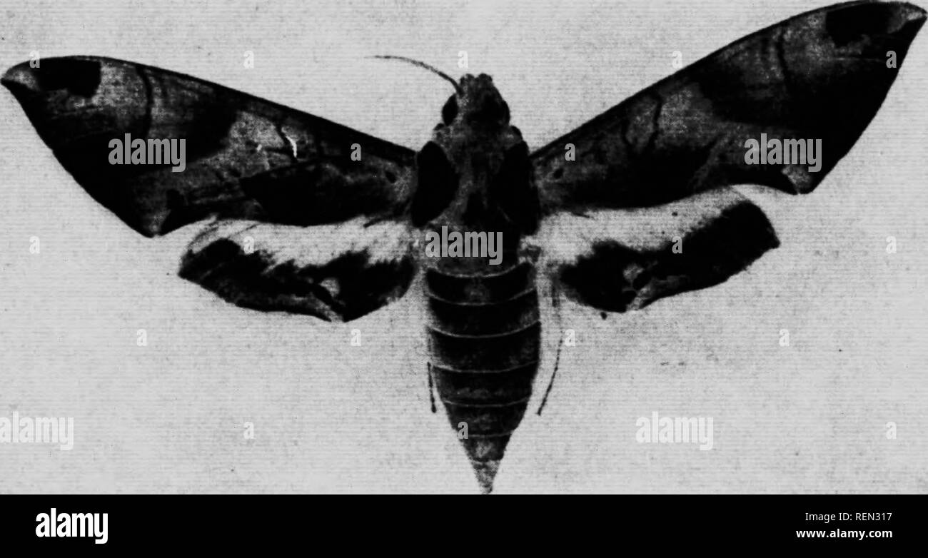 . La farfalla e la tignola prenota [microformati] : personale di studi e di osservazioni di più familiare specie. Farfalle; Papillons; Papillons nocturnes; falene. Il smascheramento di due frodi se un numero considerevole di essi sono domiciliate su di una vite, la vite è di certo per mostrare gli effetti della loro presenza. Frequentemente le larve crescono per essere più di quattro pollici di lunghezza e possono variare come colore, alcune aventi verde e altre pelli marrone, ma il lato ovale-patch sono la caratteristica dell'insetto. Alcuni dei miei esemplari effettuano uno scavo nel terreno come presto come Agosto ventisettesimo e altri da tha Foto Stock