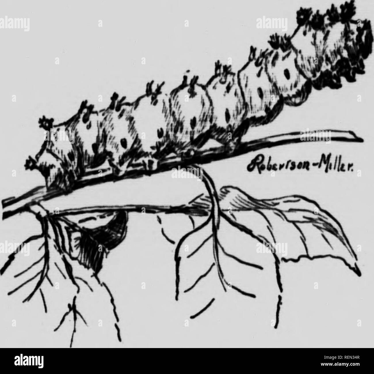 . La farfalla e la tignola prenota [microformati] : personale di studi e di osservazioni di più familiare specie. Farfalle; Papillons; Papillons nocturnes; falene. La sfinge di noce Theue mothn. Mi è stato detto da un amico che ha rcarvd neveral covata di loro, variano notevolmente in ombra e intensità del colore. E ho trovato questo per essere il caso con i pochi esemplari che si è sviluppata tra i bruchi che mi aveva fissato su quel giorno di luglio quando sono andato a caccia di "Horn-Devils" con la potatura-cesoia.. 1 portato giù il crawler; alla mia disguat erano Cecropiaa. Si prega di notare che queste immagini sono extra Foto Stock