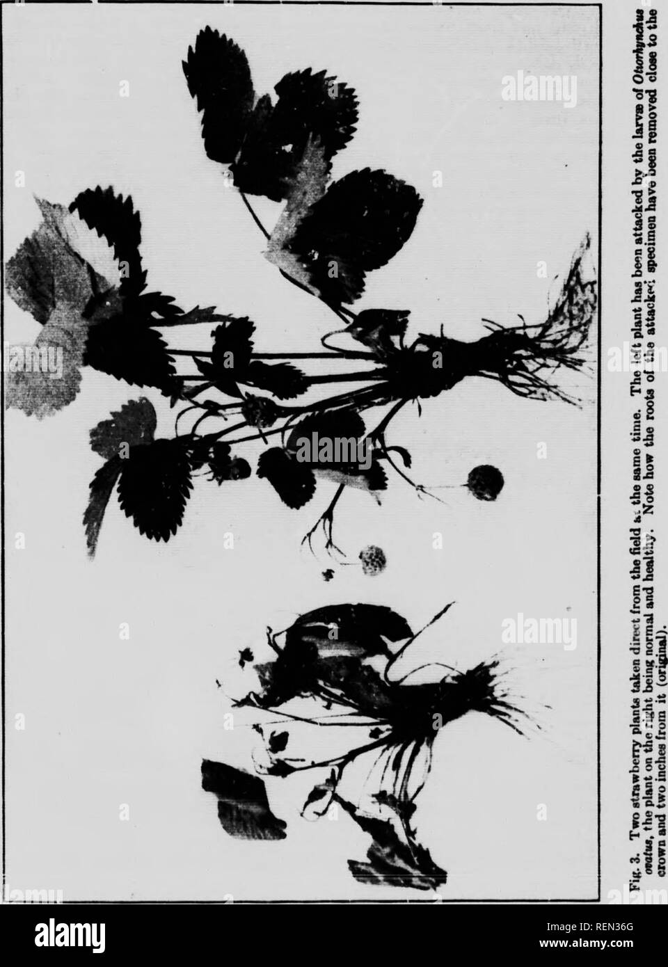 . La fragola curculione root (Otiorhynchus ovatus Linn.) in British Columbia [microformati] : con note su altri insetti attaccano piante di fragola in basso Fraser Valley. Strawberry-curculione; pesti di insetto; Insectes nuisibles, Lutte contre les; Anthonome de La Fleur du fraisier; Fragole; Fraises. 21. Si prega di notare che queste immagini vengono estratte dalla pagina sottoposta a scansione di immagini che possono essere state migliorate digitalmente per la leggibilità - Colorazione e aspetto di queste illustrazioni potrebbero non perfettamente assomigliano al lavoro originale. Treherne, R. C. (Reginald Charles), 1886-1924; Canada. Divisione di ento Foto Stock