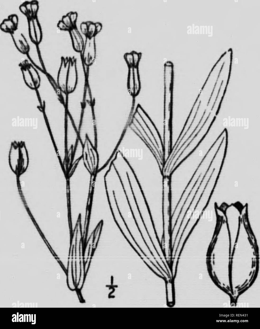 . Le erbacce della fattoria e ranch [microformati]. Sol; erbacce; coltivazione; Mauvaises herbes. . Si prega di notare che queste immagini vengono estratte dalla pagina sottoposta a scansione di immagini che possono essere state migliorate digitalmente per la leggibilità - Colorazione e aspetto di queste illustrazioni potrebbero non perfettamente assomigliano al lavoro originale. Piacendo, T. N; Saskatchewan. Dipartimento di Agricoltura. Regina : J. A. REID Foto Stock