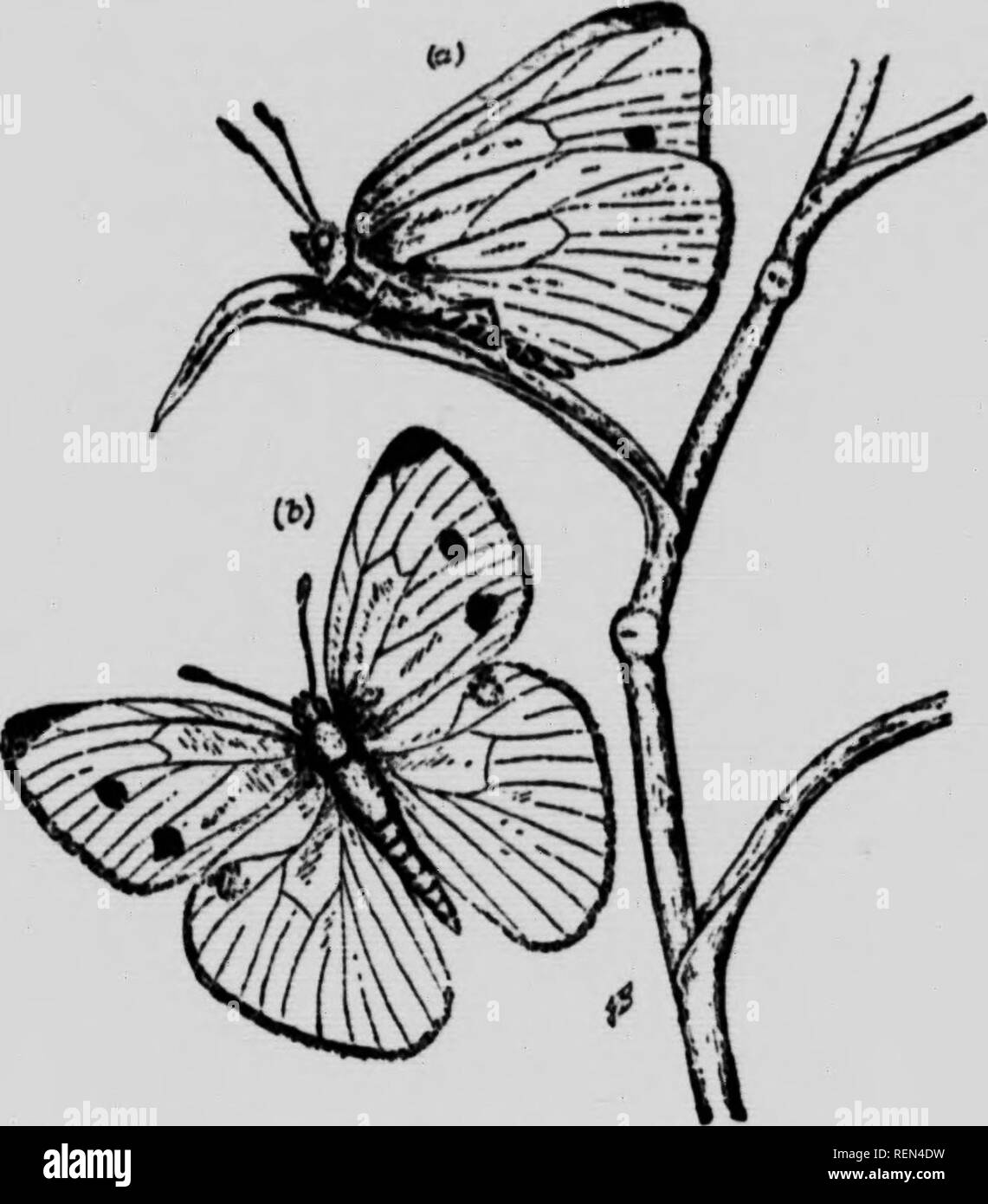 . Gli insetti che colpiscono le verdure [microformati]. Légumes; Verdure; pesti di insetto; Insectes nuisibles. Sf caterpillari sono gfrecn vellutato e quasi esattamente il colore del lasciare: su cui sono alimentazione; quando a riposo giacciono a lungo dopo il controfiletto e non sono facilmente visibili. Ci sono due covate nel corso dell'anno, il più tardi essendo molto più numerosi e talvolta un terzo se l'autunno deve essere raffinato e caloroso. I bruchi riddle il congedo esterna: e poi scavano nella teste, divora la sostanza e rovinare la pianta per la tavola utilizzare dai loro escrementi. Oltre che i cavoli cappucci e Cauli- flusso Foto Stock