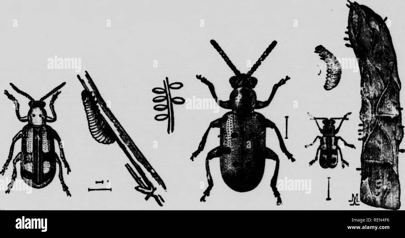 . Gli insetti che colpiscono le verdure [microformati]. Légumes; Verdure; pesti di insetto; Insectes nuisibles. u f entrambi questi coleotteri passare l inverno allo stadio adulto e sono pronti ad attaccare la base di asparagi germogli non appena sono visualizzati al di sopra del suolo in primavera; questi loro rosicchiare e bottino per un uso da tavolo e le specie di blu si deposita su di loro il suo nero lucido uova che sono attaccati dalla punta per le piante. (Fig 21), successivamente sulle uova di entrambe le specie possono essere trovati su piante in crescita e le larve presto comparire. Quelli del Blue Beetle sono scuri Grigio oliva larve che alimentano apertamente su fogliame; Foto Stock