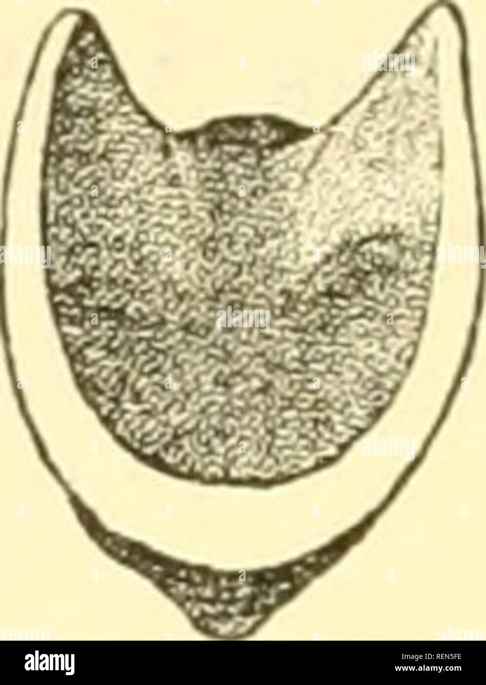 . Il dott. H. G. Bronn's Klassen und Ordnungen des Thier-Reichs : wissenschaftlich dargestellt in Wort und Bild. Zoologia; molluschi; Arthropoda; gli insetti. 250 Fiil v])laccii)linra. Articulameiitiim besteht, erhält ausser Sie den vorderen auch liintere Apophyscn (Fio. 20), worauf Fischer die Gdiimiy; Diürflirocliilon gründete. Noch mag benierlvt werden, dass in seltenen Fällen das letzte Schalon- stück fehlt, così bei einer Mopalia (113), ein Avegen der Beziehung zur Ontogenic wichtiges Vorkoiunmiss (s. B. Fig. 36). 1%. lü.. Erstes, zwei mittlere und letztes Solialenstiick von Cryptoplax oculatns von ob Foto Stock