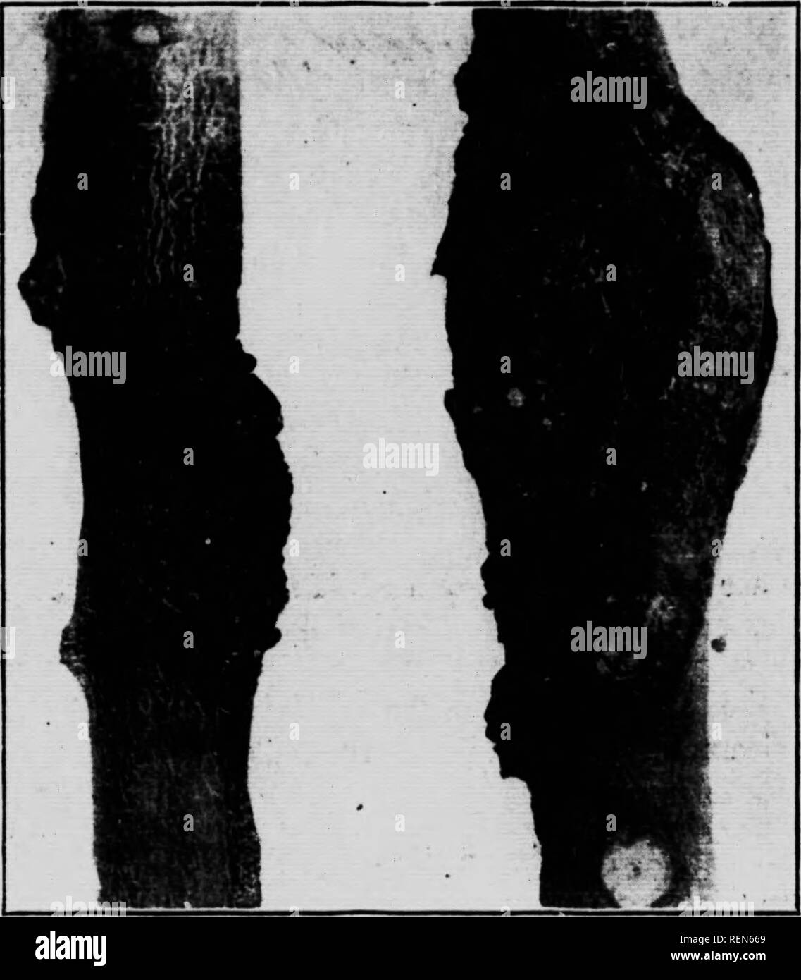 . Il più importante di albero da frutta malattie dell Ontario [microformati]. Frutta; PulvÃ©risation et poudrage en agricoltura; spruzzatura e spolvero in agricoltura; frutti; sfruttamenti agricoles. !Â *" 1. Una percentuale molto piccola derivano da fori ricavati da borer larve. " 2. Essi possono venire come un dopo-effetto da piccole incrinature nel trunk o degli arti. La percentuale così formata è anche molto piccole. " 3. Un piccolo numero itait dalla gengiva alveoli sotto la corteccia. "4. A pochi derivano un&LT;' t'p hases di ramoscelli ucciso da marciume bruno. Il marciume bruno fungo opere indietro da tne frutta marcia nel ramoscello e t Foto Stock