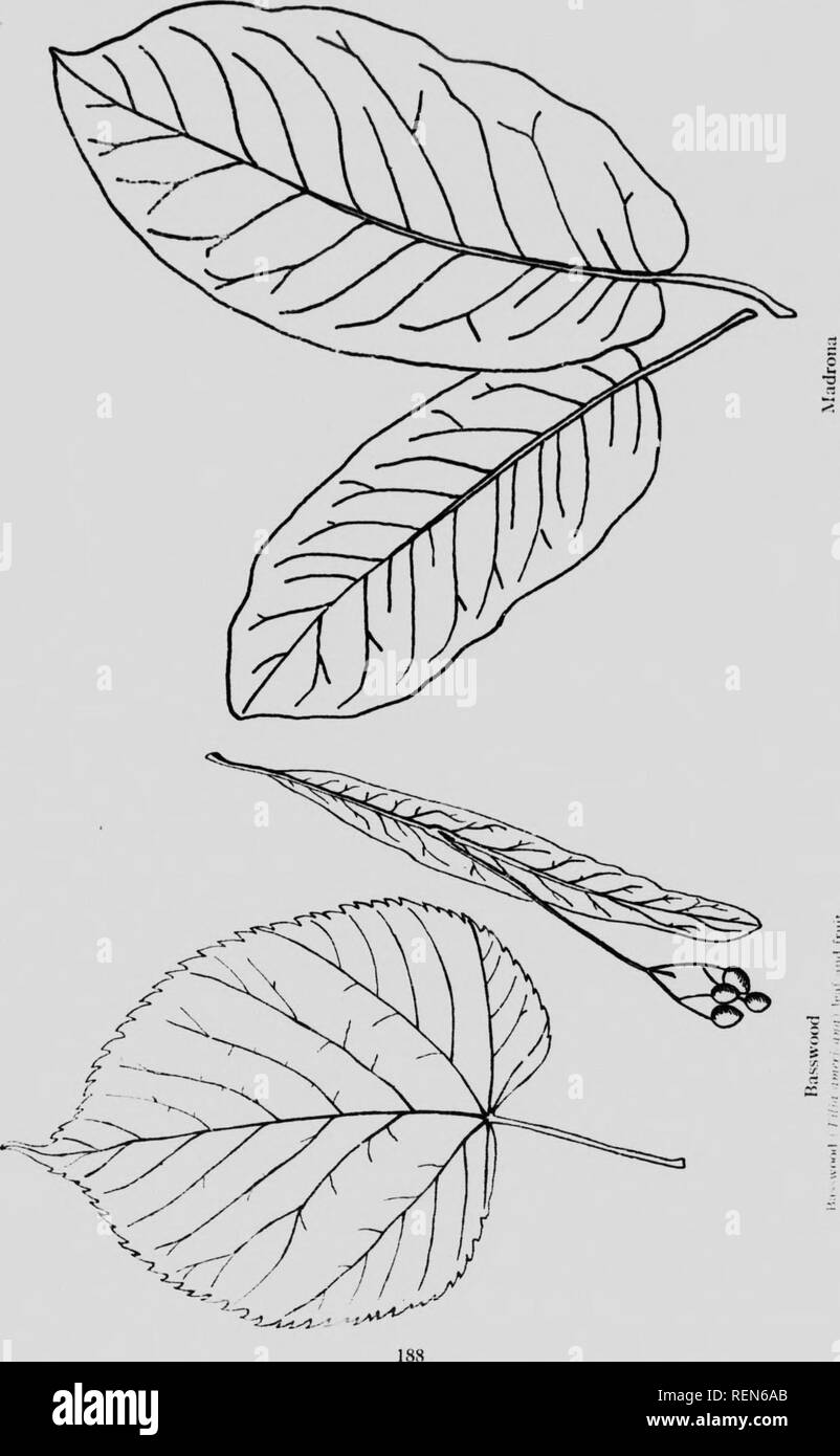 . Alberi nativi del Canada [microformati]. Alberi; Forêts et silvicoltura; le foreste e la silvicoltura; Arbres. w:^. Si prega di notare che queste immagini vengono estratte dalla pagina sottoposta a scansione di immagini che possono essere state migliorate digitalmente per la leggibilità - Colorazione e aspetto di queste illustrazioni potrebbero non perfettamente assomigliano al lavoro originale. Morton, B. R. (Boyd Rutherford), 1885-1957; Lewis, R. G. (Richard Garwood), 1885-1943; Canada. Ramo di selvicoltura. Ottawa : Dipartimento dell'Interno Foto Stock