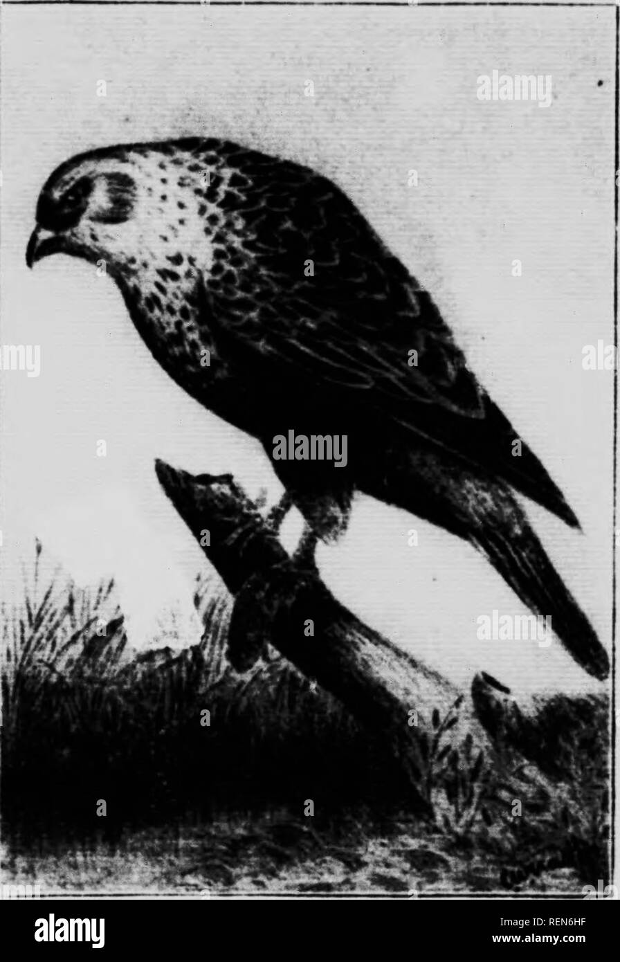 . Vertebrati di Ontario [microformati]. Oiseaux; pesci vertebrati; Poissons; Vertébrés; uccelli. BIKDS di Ontario. 41 (•) (342) Swainson's Hawk. (Buteo swainsoni.) un raro visitatore dalla praterie occidentali, dove è abbondante. (343) ampia-winged Hawk. (Buteo platypterus). Un comune residenza estiva, razze in tutta la sua gamma. Un utile specie".. Aiiii'rican Hi)Ugh-le):tttMl Hawk. Gemme ARCHIBLTEO. (347) American ruvida zampe Hawk. (.Archibuteo lagopus Sancti Johannis-.) un visitatore comune in primavera e in autunno, probabilmente un estate residente nella parte settentrionale della provincia. Essi arrivano orecchio Foto Stock