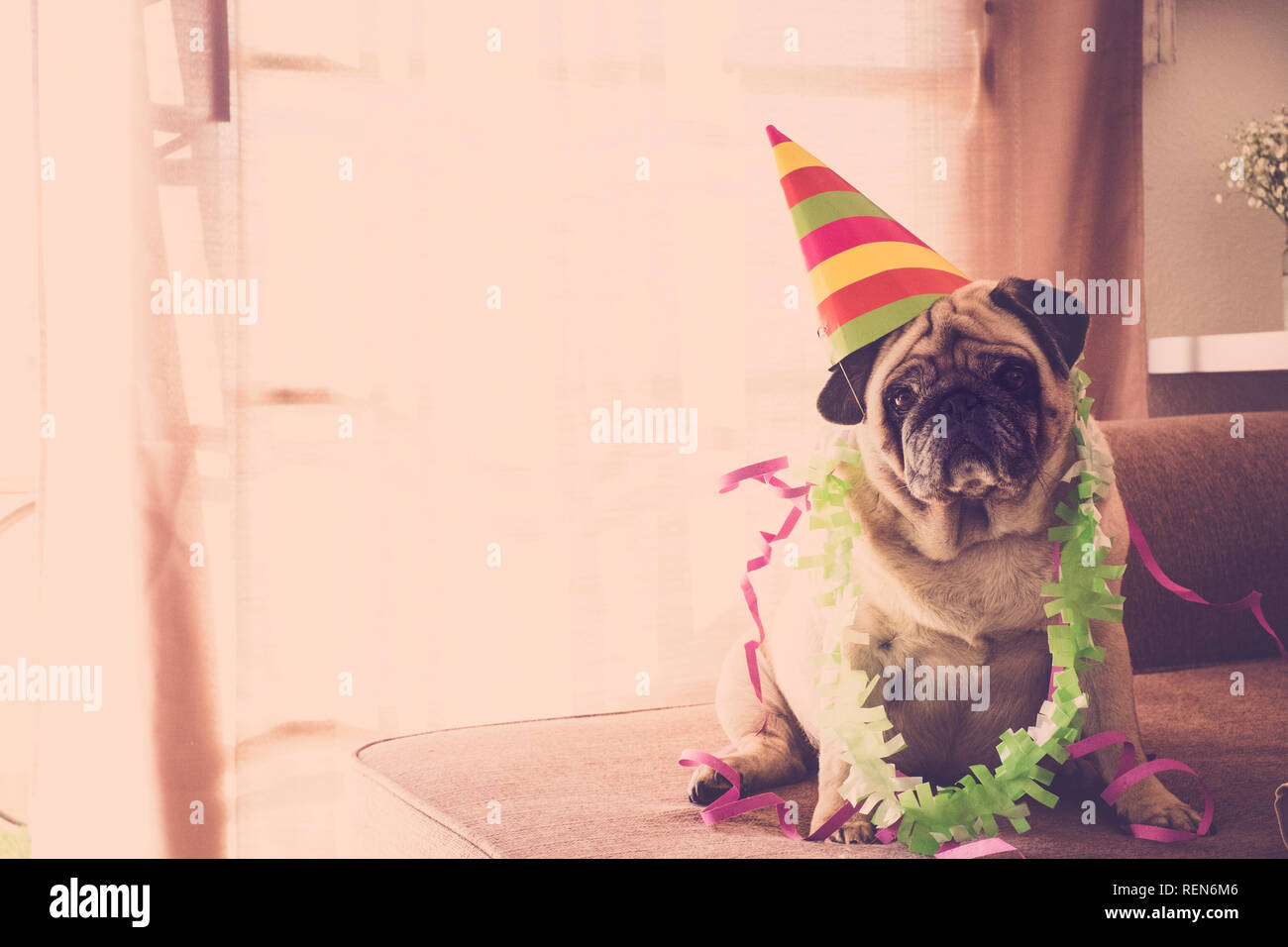 Il carnevale divertente concetto celenration compleanno Capodanno Natale con crazy pug cane con colorato stile evento hat Foto Stock