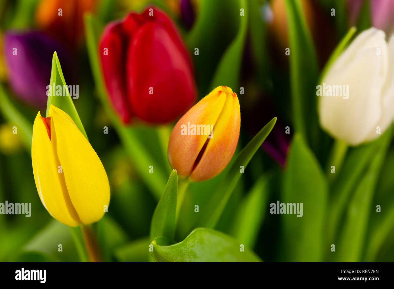 Collezione di splendidi e vibranti tulipani in bianco, rosso, giallo e arancione Foto Stock