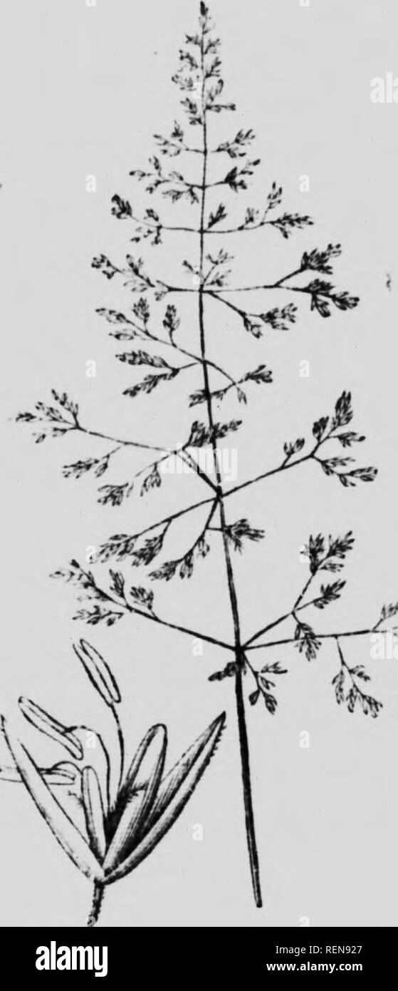 . Gli elementi strutturali di botanica con particolare riferimento allo studio delle piante canadese [microformati]. Botanique; botanica; Impianto anatomia; Physiologie végétale; la fisiologia vegetale; Botanique. 80 ELEMKNTS OK .STKUCTUKAL lioTANV, .i'"ì liu,i "f tli.Ho I.l.ule a.ml tl", .i.,."th vi è un sottile apiieini;ij,"e wliich caUwl è un /i&GT;ju/". 101. In molti LMas.-tlow.Ms, oltre ai componenti descritti ab..vr Uuno sarà fouiidonoor Uro minuto .scah,..s di seguito th,- pistillo. Queste sono kn(jwn come /()i//nihv, e sono analogims al periantli in llowers ordinario. Essi sono, su ac- conteggio del loro niinuten Foto Stock