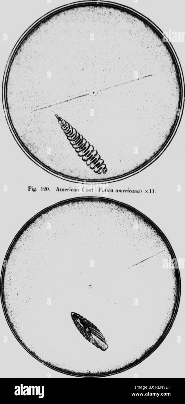 . Il fundus oculi degli uccelli, in particolare come si vede dall'oftalmoscopio [microformati] : uno studio nel confronto di anatomia e fisiologia. Ophthalmoscopy; occhio; Ophtalmoscopie; Oiseaux; Oeil; uccelli. w TUF FINDIS (KCLI DEGLI UCCELLI. Fi(?. lil. (Iriat Oestetl (irelw (,Pudicipea crintataa) XU. La macroscopica apparizioni di Funda oculi in conserve di occhi di uccelli.. Si prega di notare che queste immagini vengono estratte dalla pagina sottoposta a scansione di immagini che possono essere state migliorate digitalmente per la leggibilità - Colorazione e aspetto di queste illustrazioni potrebbero non perfettamente assomigliano al lavoro originale. Legno, Casey A. (Casey Foto Stock