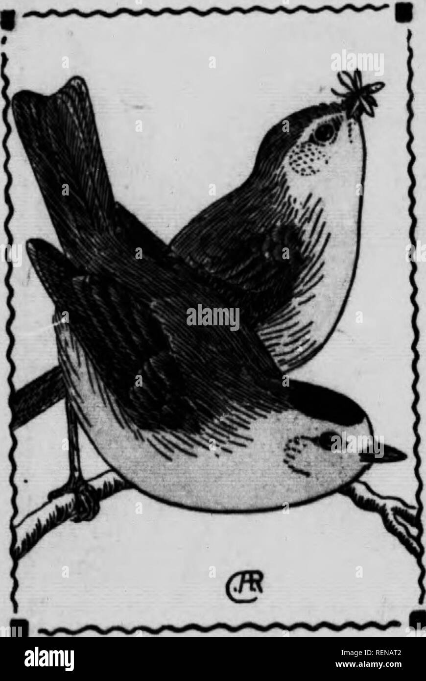 . Guida di uccelli [microformati]. Gli uccelli acquatici; uccelli; Gibier d'eau; Oiseaux. 166 whjsom wabbtiKR. 685. IVilsonia pusilla. 5 pollici. Maschio, con corona nero patch; femmina con la corona verdastra come il baek. Questi piccoli fly-cattura Capinere sono abbondanti nel Regno Statte durante le migrazioni, trova nel legno o paludi, e molto spesso in apple quando gli alberi sono in fiore. Essi volo circa tra i rami esterni strappi gli insetti dalle foglie o blos- som e spesso sbatti fuori per la cattura di uno che è volare- ing. Il loro naturale ,"ertnesB intensiAed è per loro molto attraente di piumaggio che harmo Foto Stock