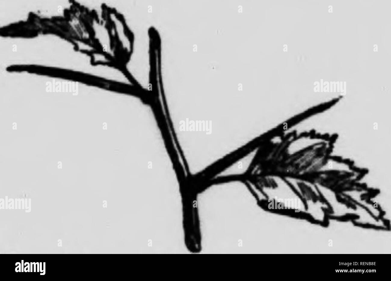 . Selezionate la flora occidentale [microformati] : Manitoba, Saskatchewan, Alberta. La botanica; Botanique; botanica; Botanique; botanica; Botanique. ROBAOEiE - â ¢ â". Â¢cicuUrii, LiiKjI. dilali.,1 Klu,âiul,.r-r,li,âv ,â r,..inâu,; hall.t. Thiekot., Man.-Al.u., non woll definito. 3- R. praUncoU. Oreene. Stenw bassa, molto pungente; ,tiââloâ più stretta o 1,.â ¢ plââ,|ul,r-â,o,hâ,i. Foglio illustrativo, 7-11' elliplieal a ol,lââe,.âlate, prâ,âiâeâ,|y venato- fiore. pâ,k diventi bianca, u.ually in eoryn,l.Â".' (Â". arkansdw. Porter.) praterie, uomo - lta 67 riempire. .V). Â Stipille.sof RoNi pra- tinculu. n. PT?Hns. .TvT." 2-Wn^*^ Foto Stock