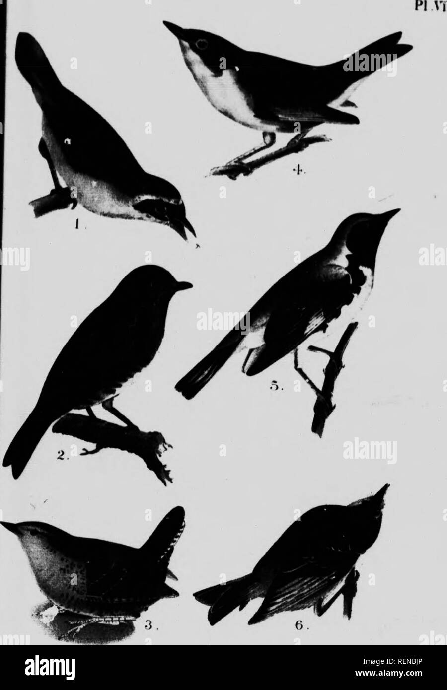 . Un popolare handbook degli uccelli del Canada e degli Stati Uniti [microformati]. Oiseaux; uccelli. ^ &gt;"arWand Yell""-montaggio passante"( - Bluebird. ' HiiUer Wren. 4 Nashville n-Hrblcr 5. BIack-Thp"ftted B1"B Trillo 6 . Rubv-Crow-ned Kinglet.. Si prega di notare che queste immagini vengono estratte dalla pagina sottoposta a scansione di immagini che possono essere state migliorate digitalmente per la leggibilità - Colorazione e aspetto di queste illustrazioni potrebbero non perfettamente assomigliano al lavoro originale. Nuttall, Thomas, 1786-1859; Chamberlain, Montague, 1844-1924. Toronto : Musson Foto Stock